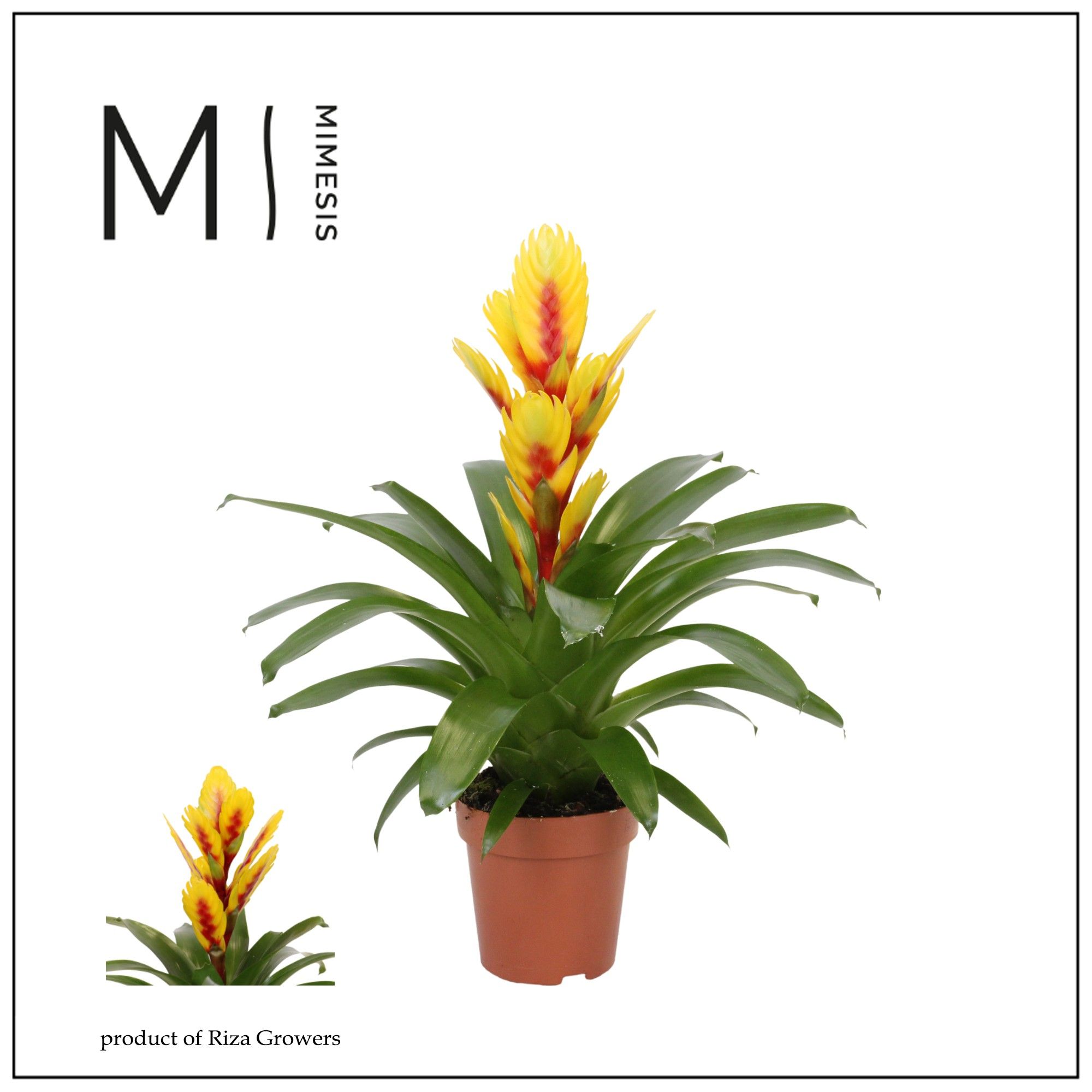 Vriesea Intenso Yellow Flame - 12cm | Mimesis, D 12