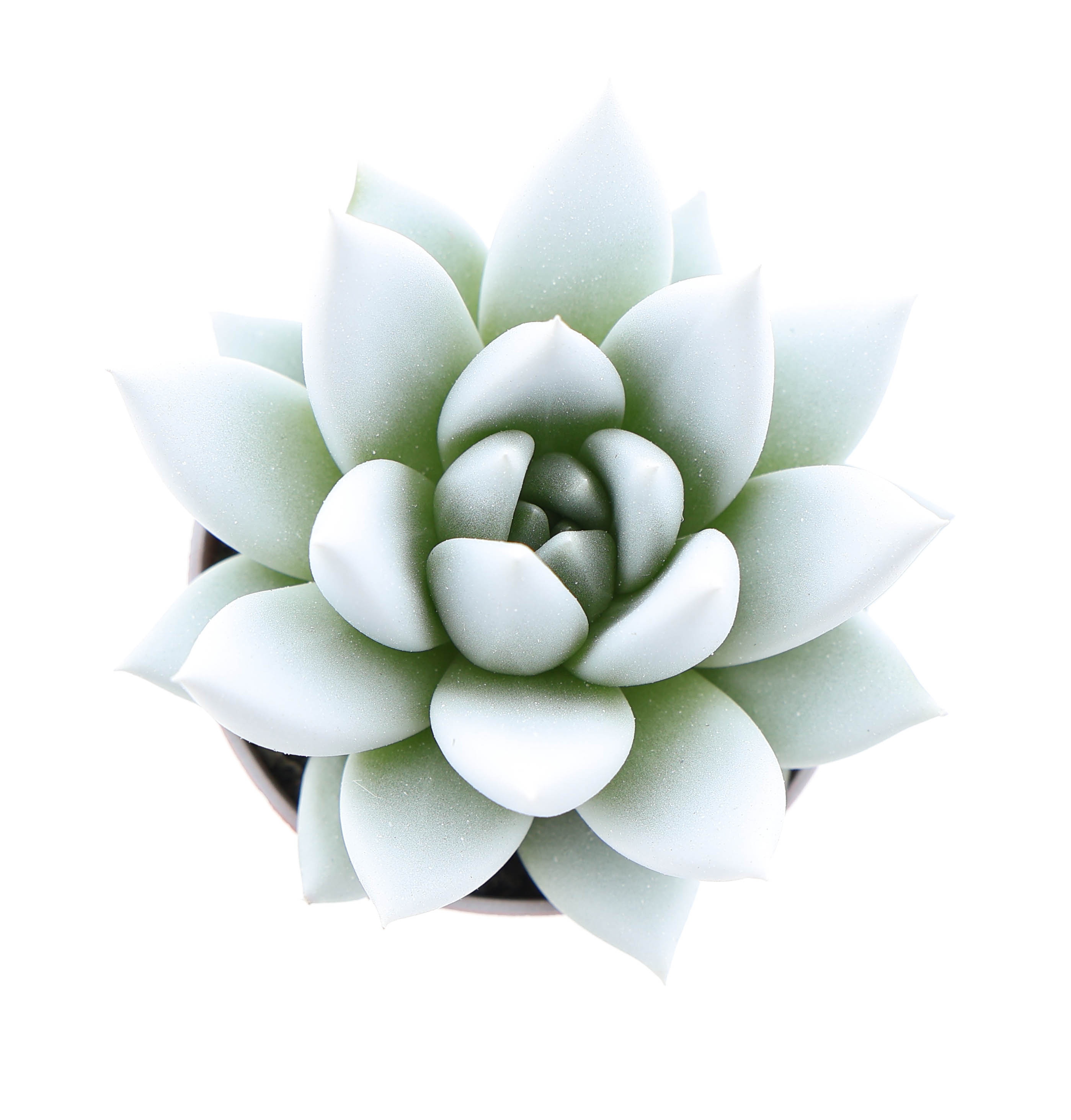 Rainbow white, D 5,5