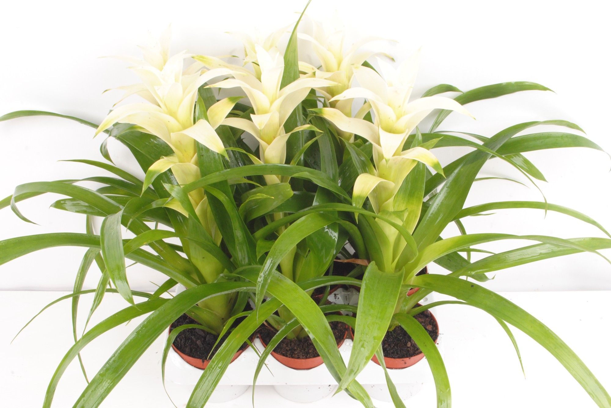Guzmania Freeze, D 9