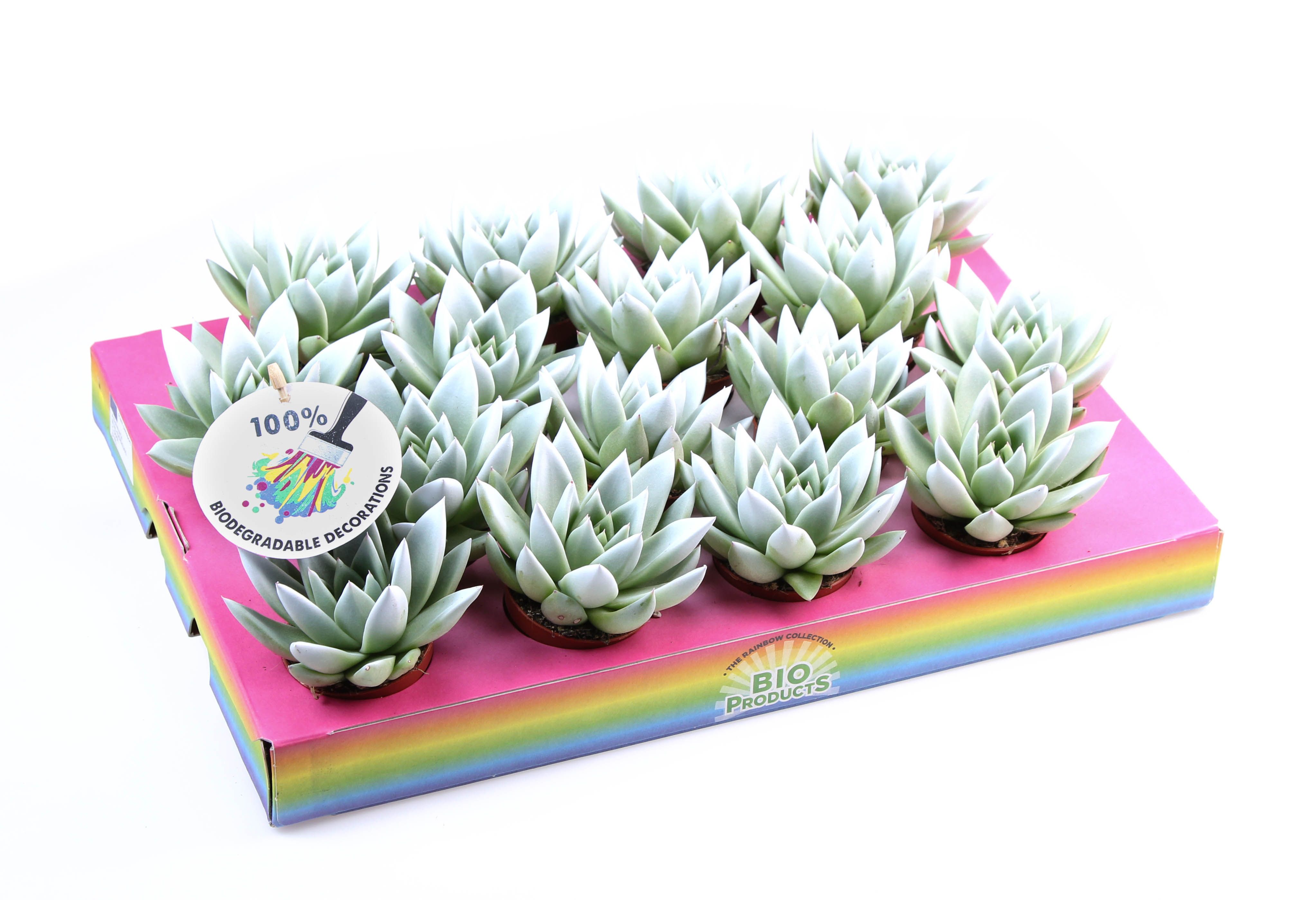 Miranda white tips, D 6