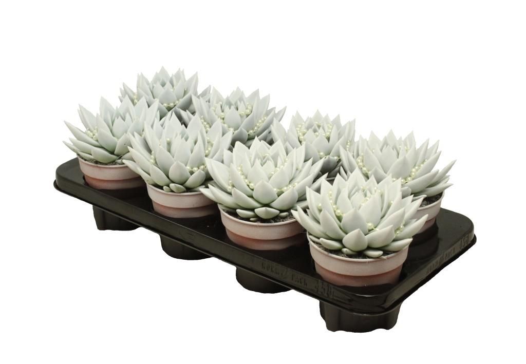 Miranda coloured white + chain, D 12