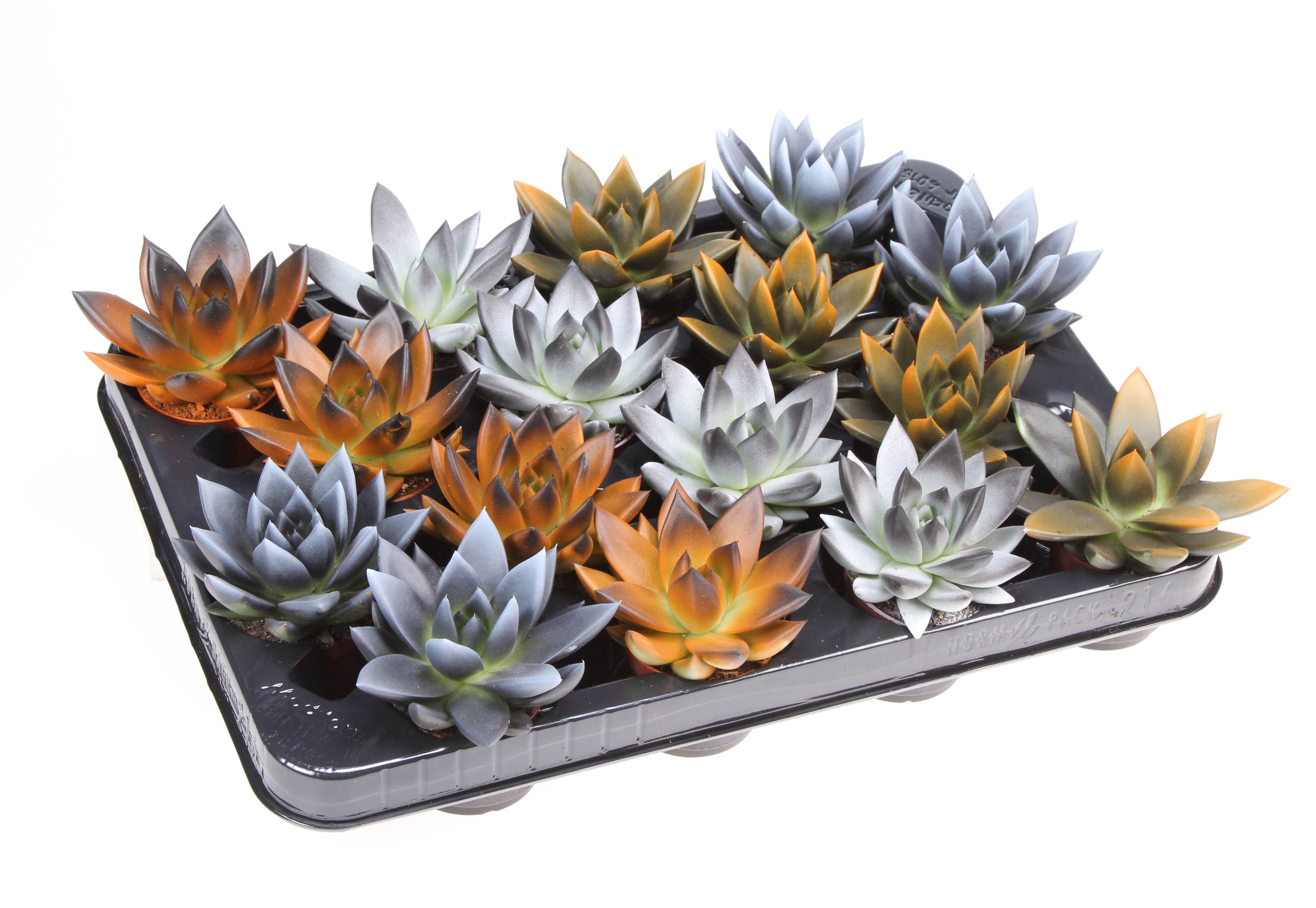 Halloween bicolor mix, D 6