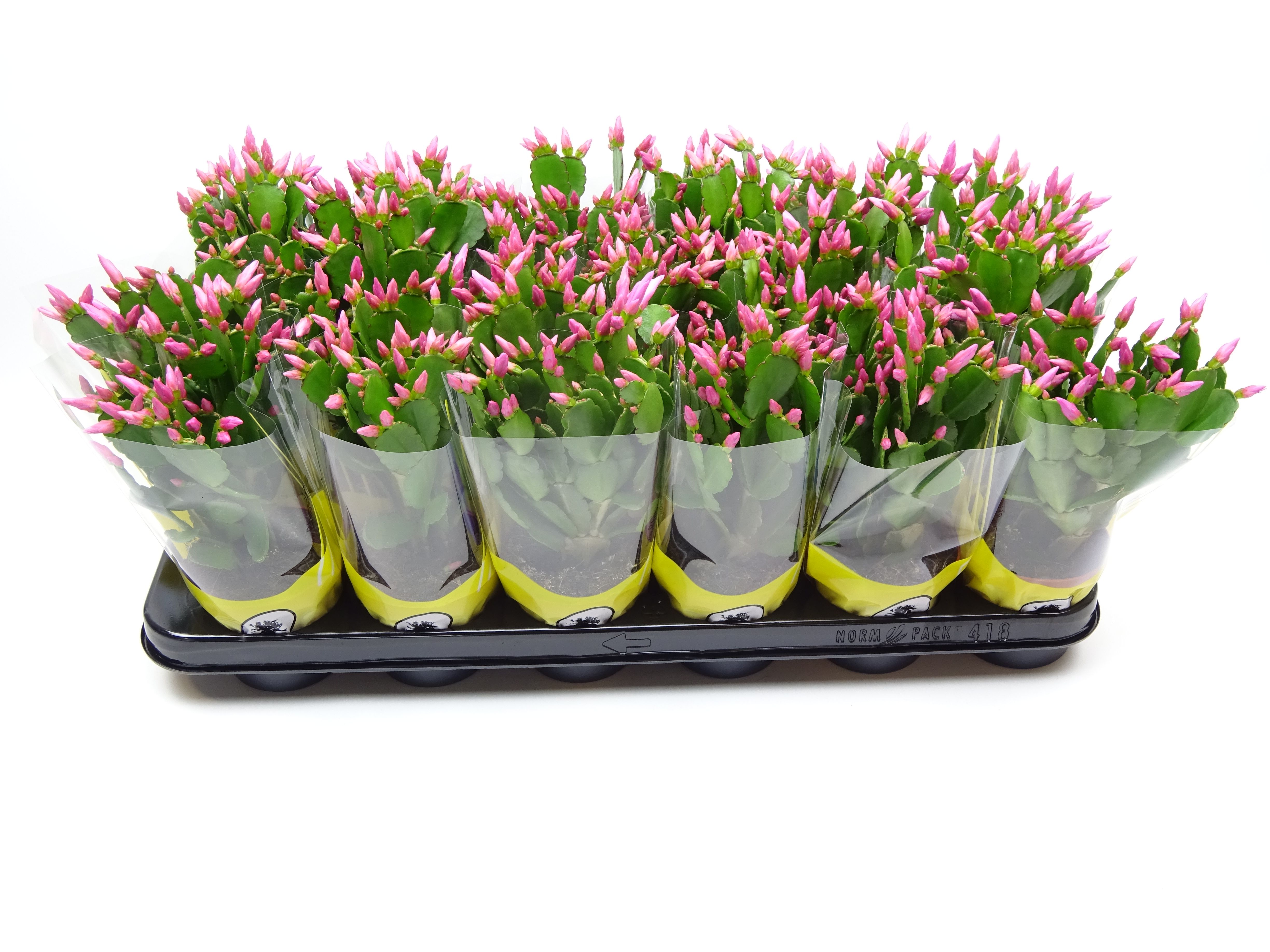 Rhipsalidopsis roze 9 cm, D 9