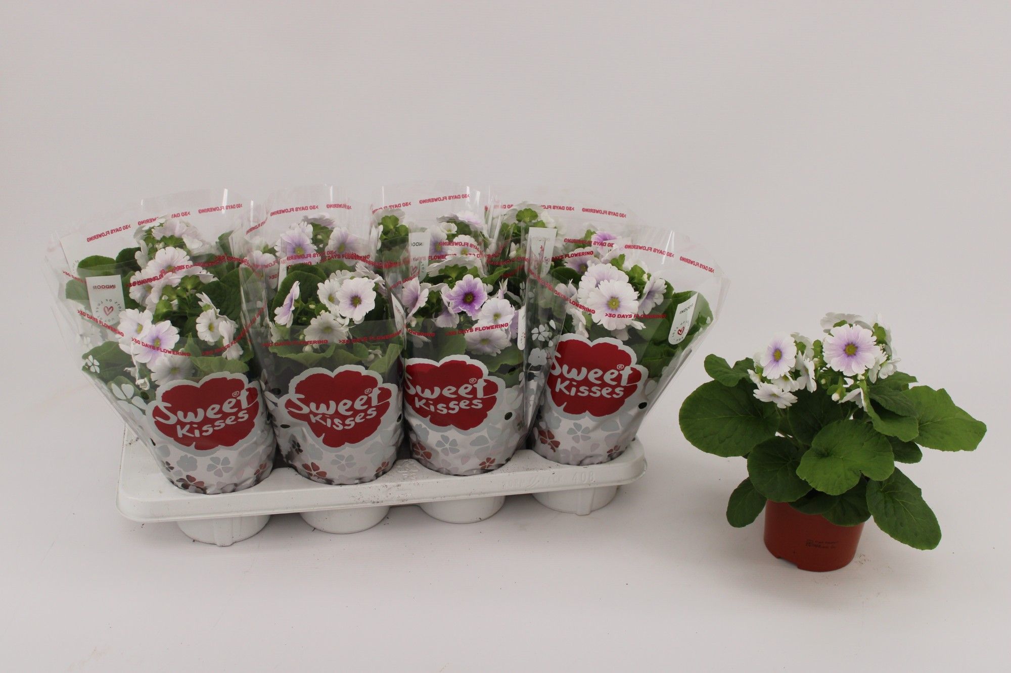 Primula Obconica Blue White 13cm, D 13