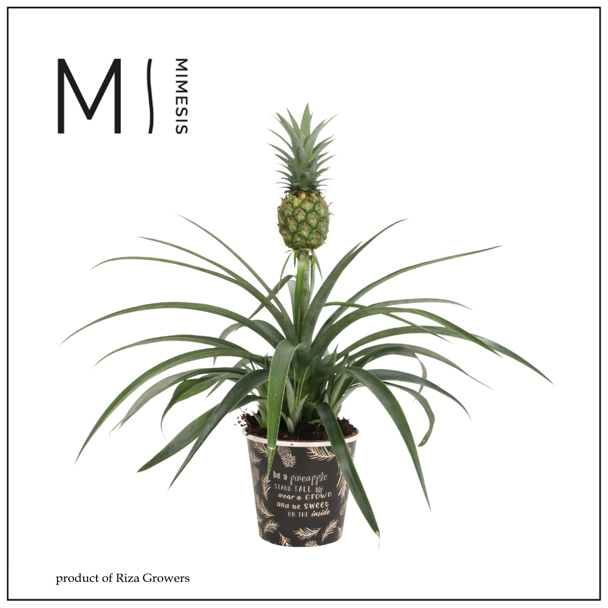 Ananas Mi Amigo - 13cm in Vitoria | Mimesis, D 12