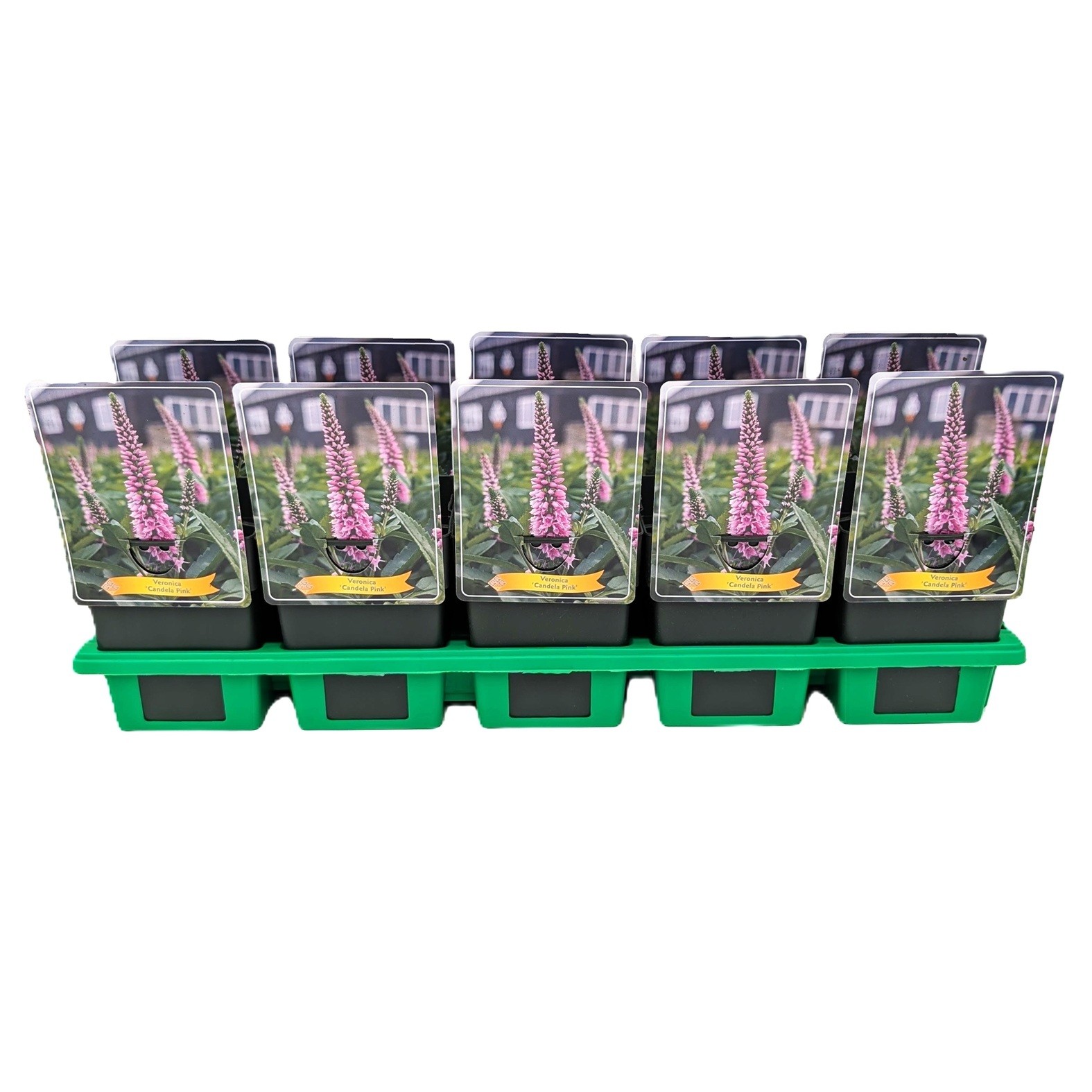 Veronica 'Candela Pink' P11, D 11