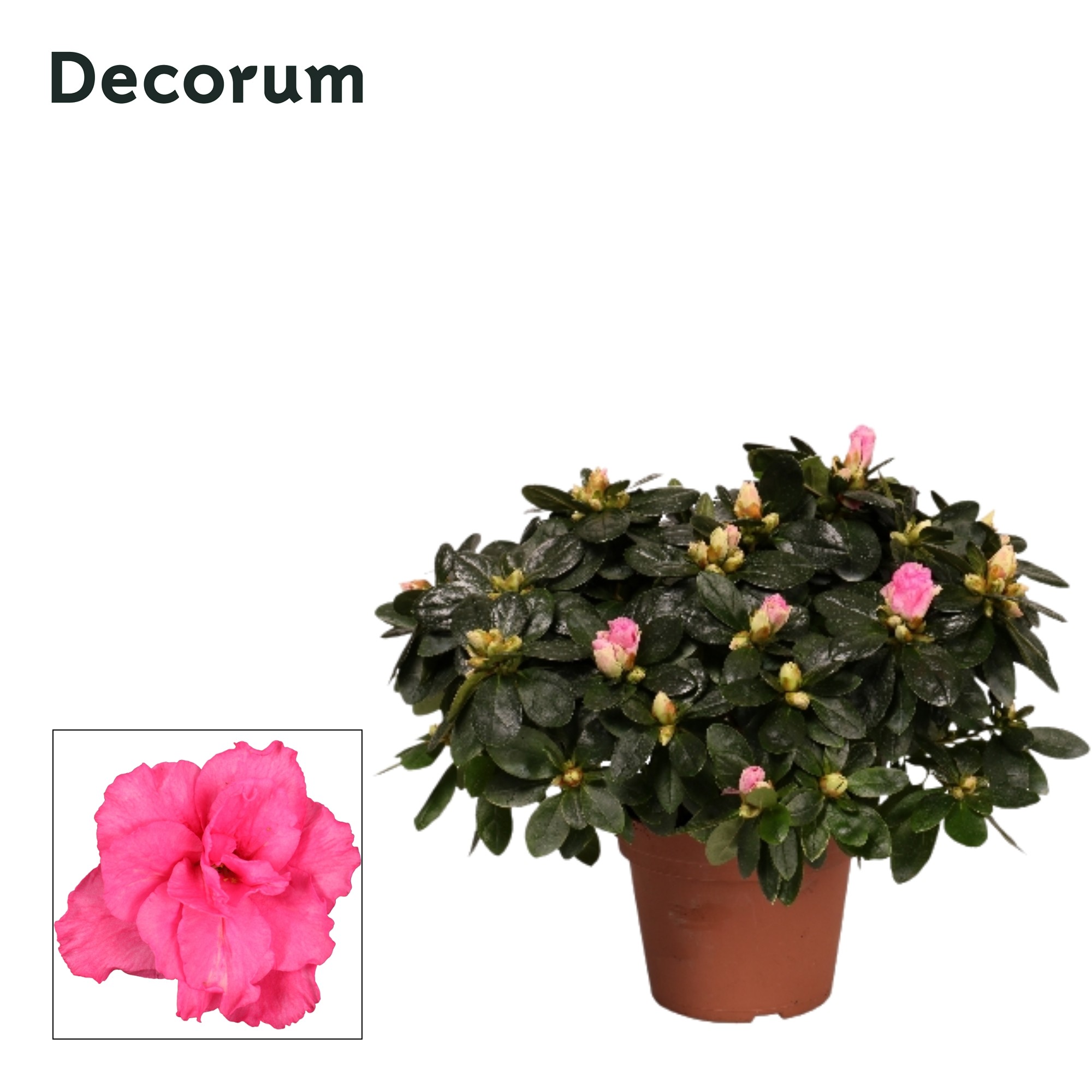 Azalea 'roze' 30 - 32 cm Decorum, D 14
