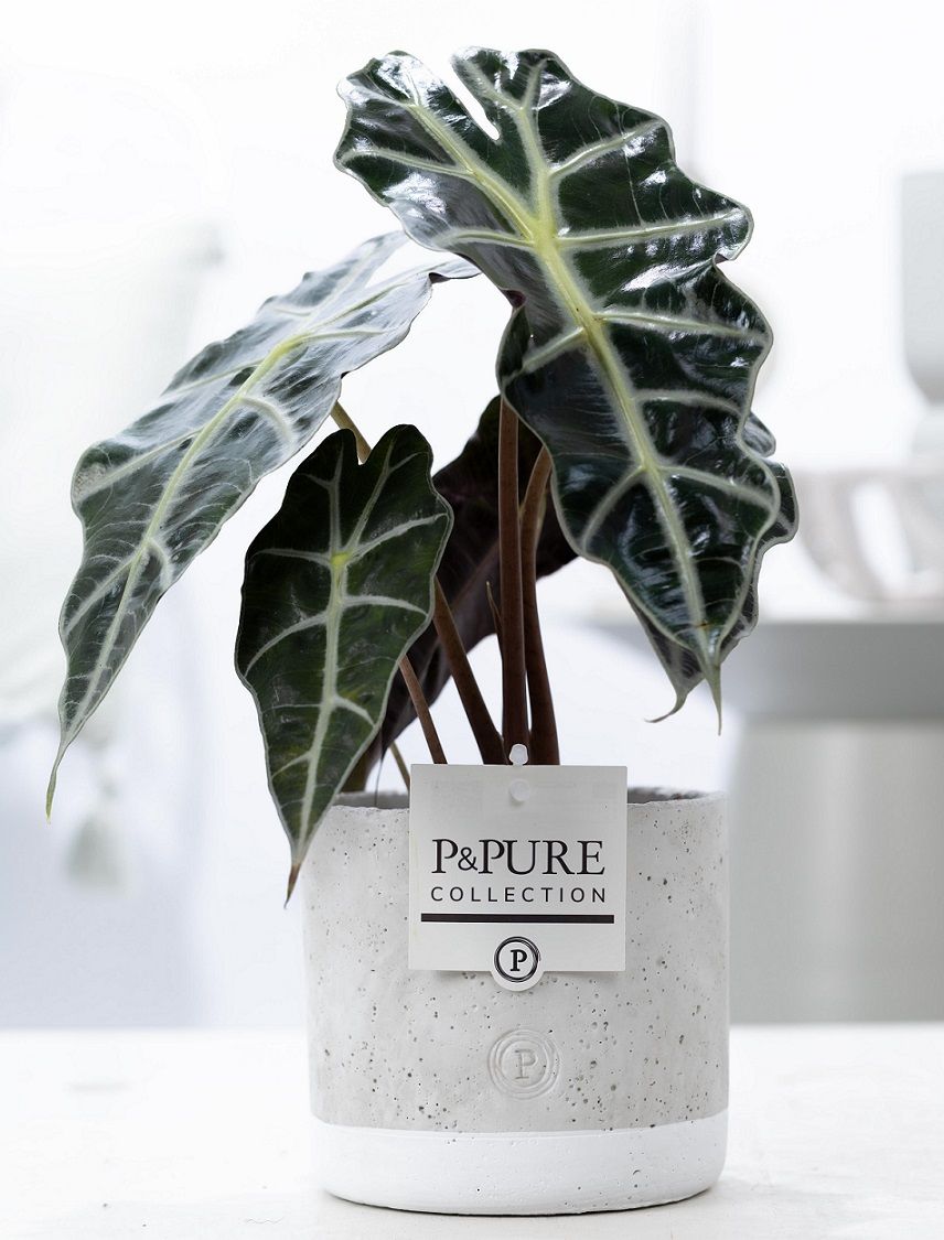 Alocasia Polly in P&PURE Jade pot, D 12