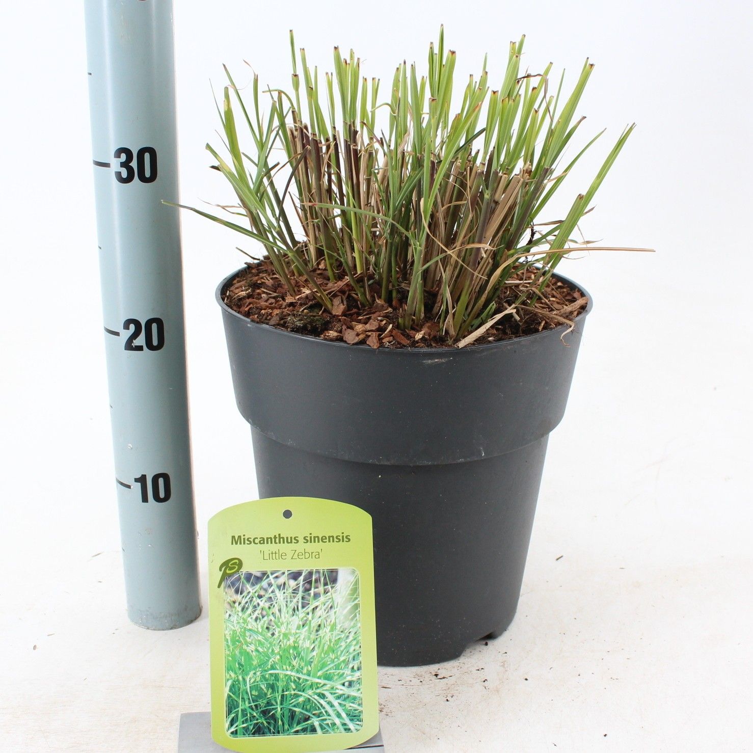 Miscanthus sin. 'Little Zebra', D 23