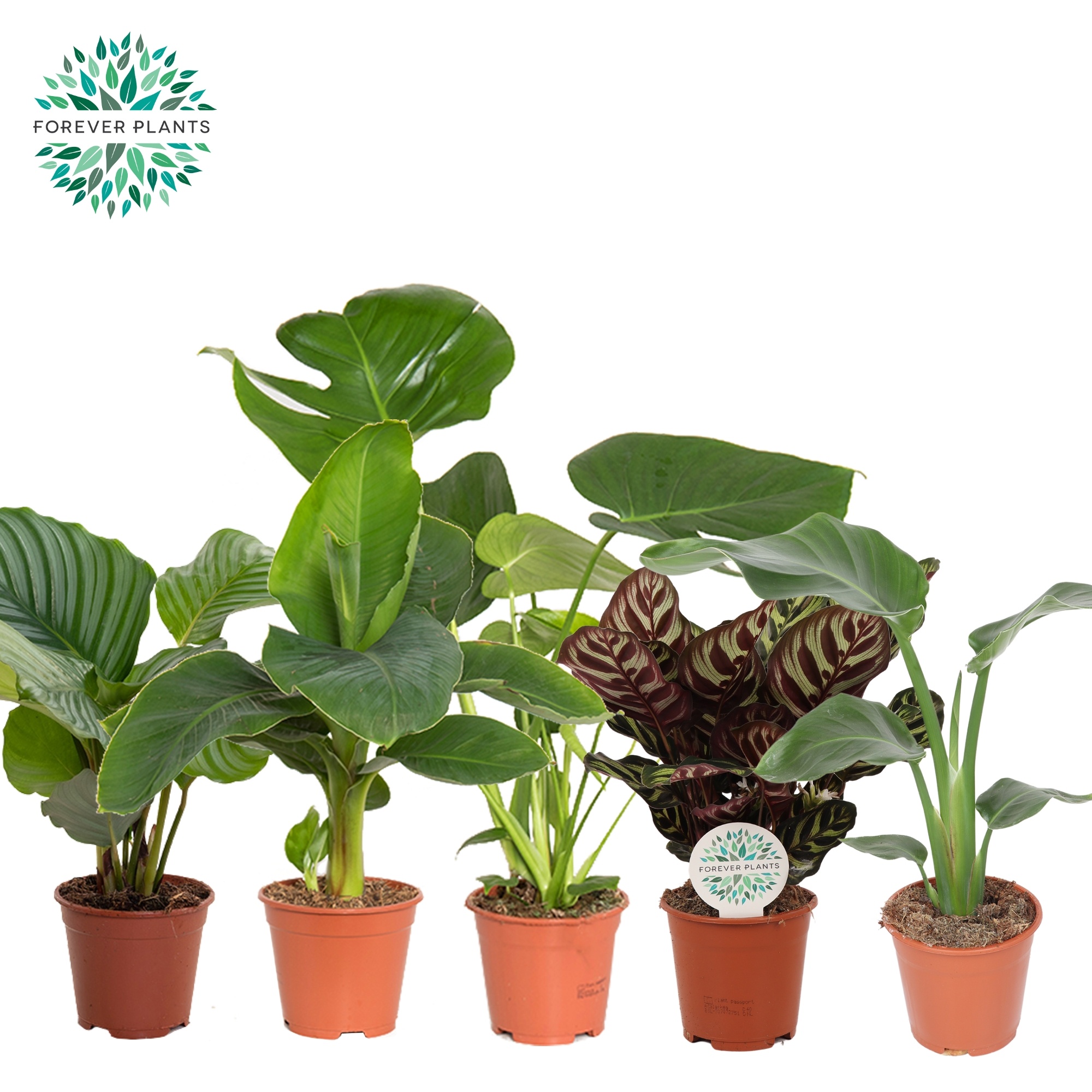 Groen Blad Mix p14, D 14