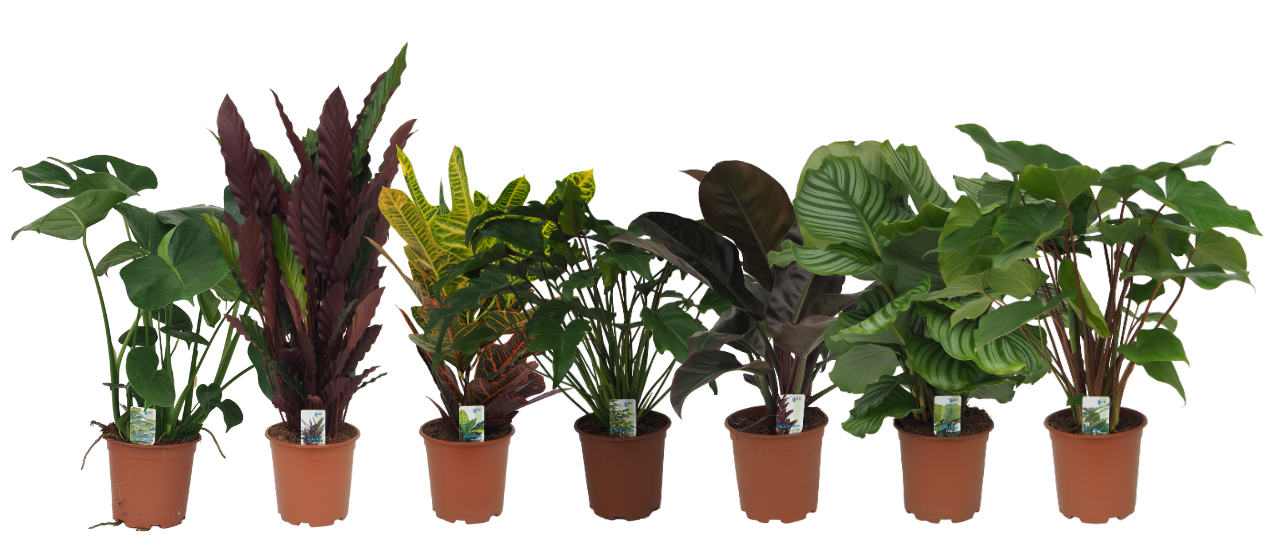 Mix 10 (Monstera, Calathea Rufibarba, Croton, Philo Xanadu / Imp. Red, Calathea Orbifolia, Homalomena Maggy), D 19