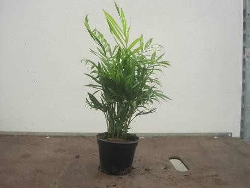 CHAMAEDOREA ELEGANS, D 12