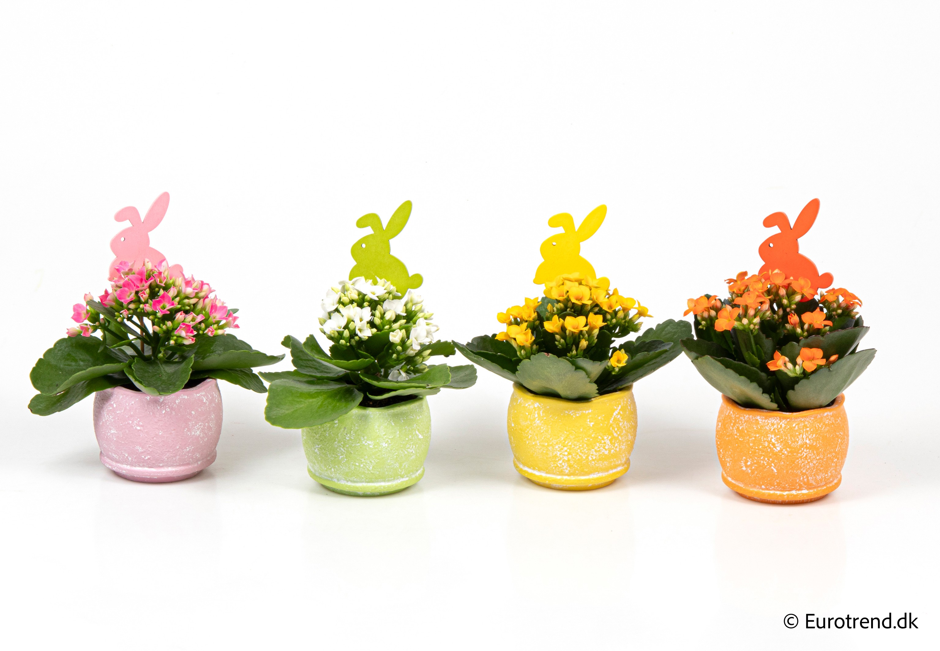 Kalanchoe in Easter ceramic 2026, D 6