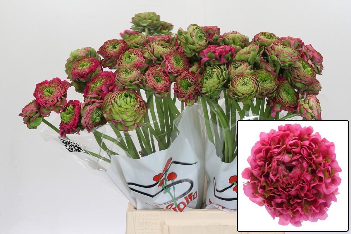 Ранункулус Овериг 45, шт.