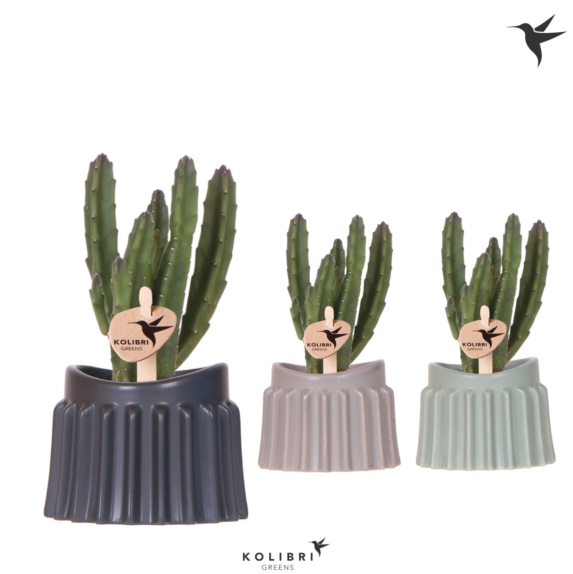 Kolibri Greens Stapelia Leendertziae in Raw pot mix, D 6