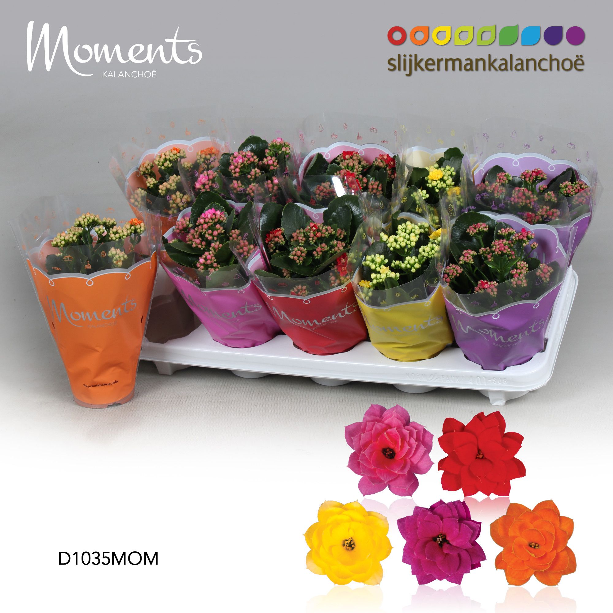 Kalanchoe Moments - 5 colors mix, D 10,5