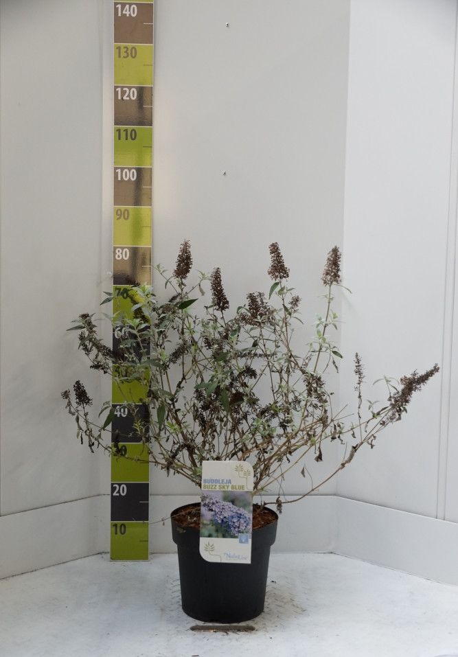 Buddleja 'Buzz Sky Blue' -R- C 7, D 27