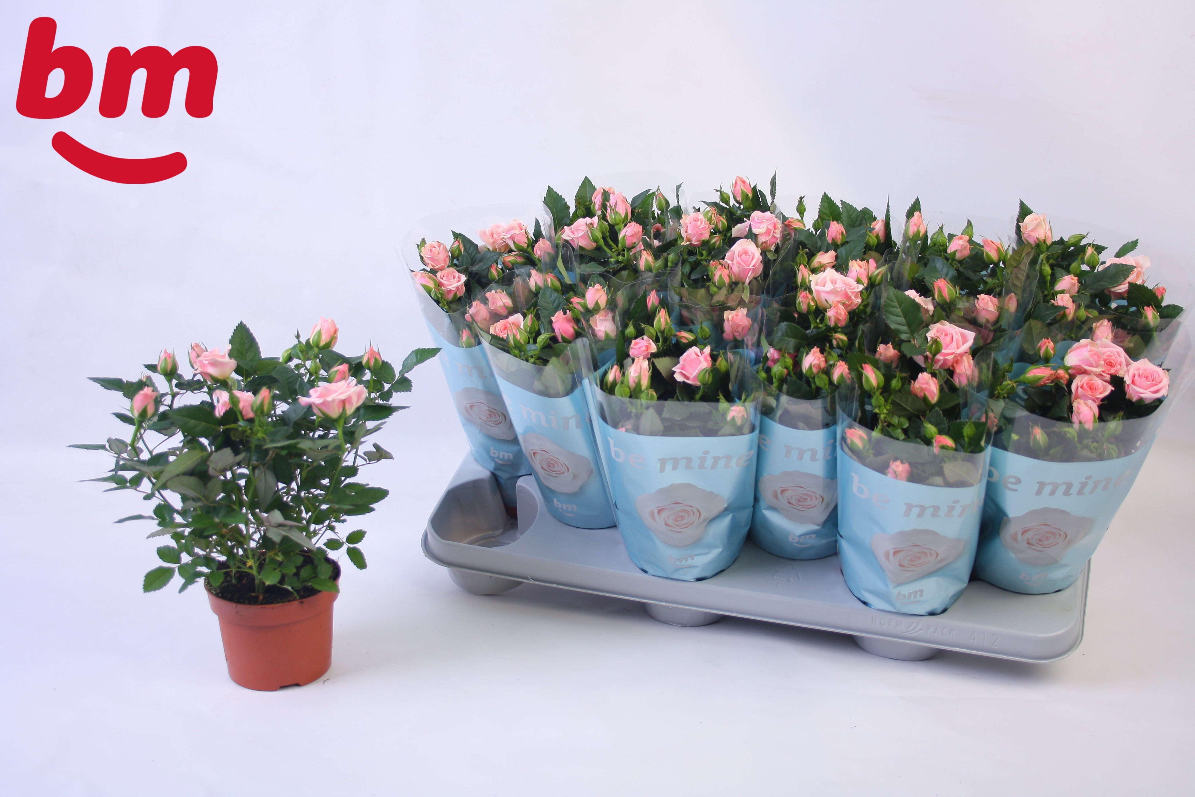 Rosa Retro Jewel Beau Monde (10,5cm), D 10,5