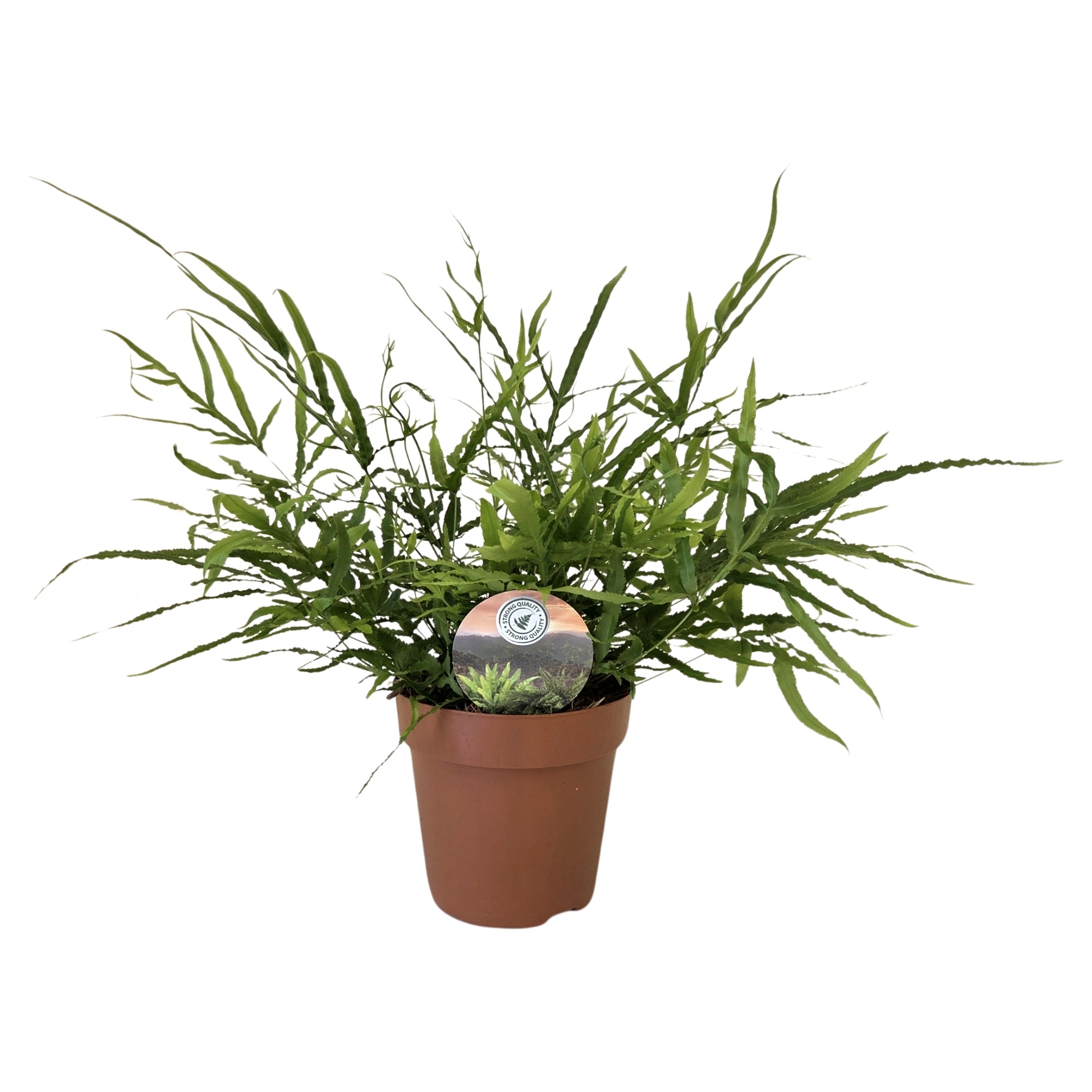 Pteris serrulata, D 12