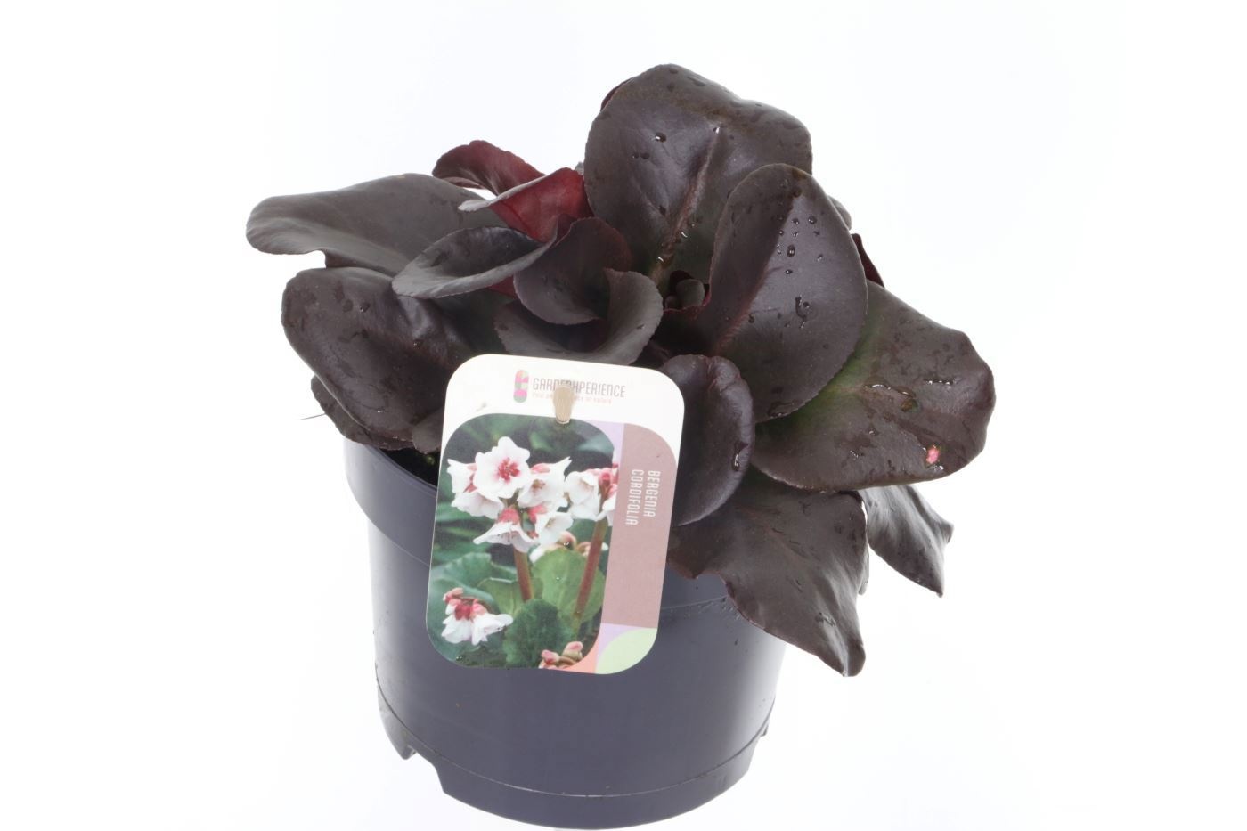 Bergenia Bressingham White, D 17