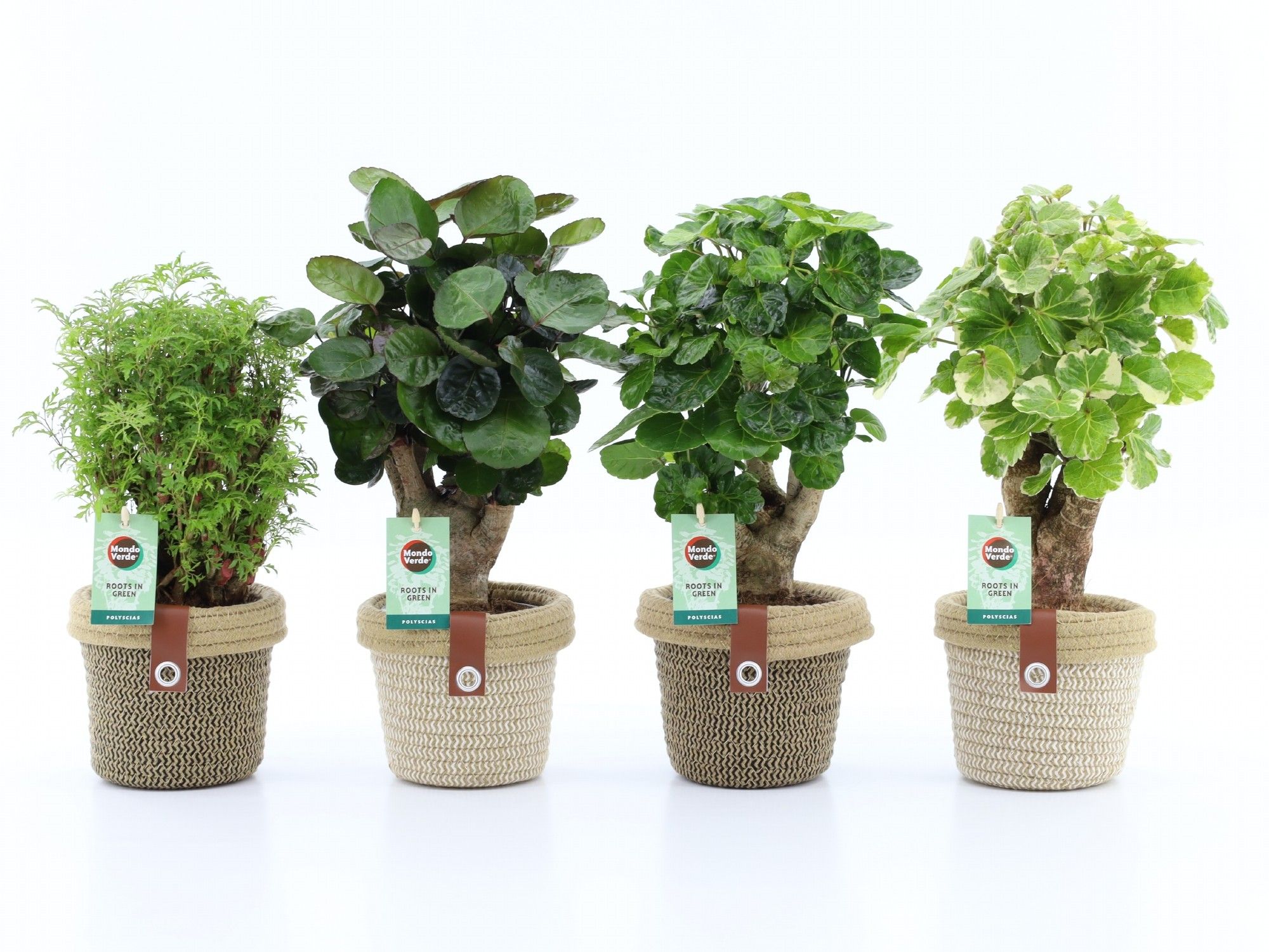 Polyscias Mix 12cm in Noah Deluxe, D 14