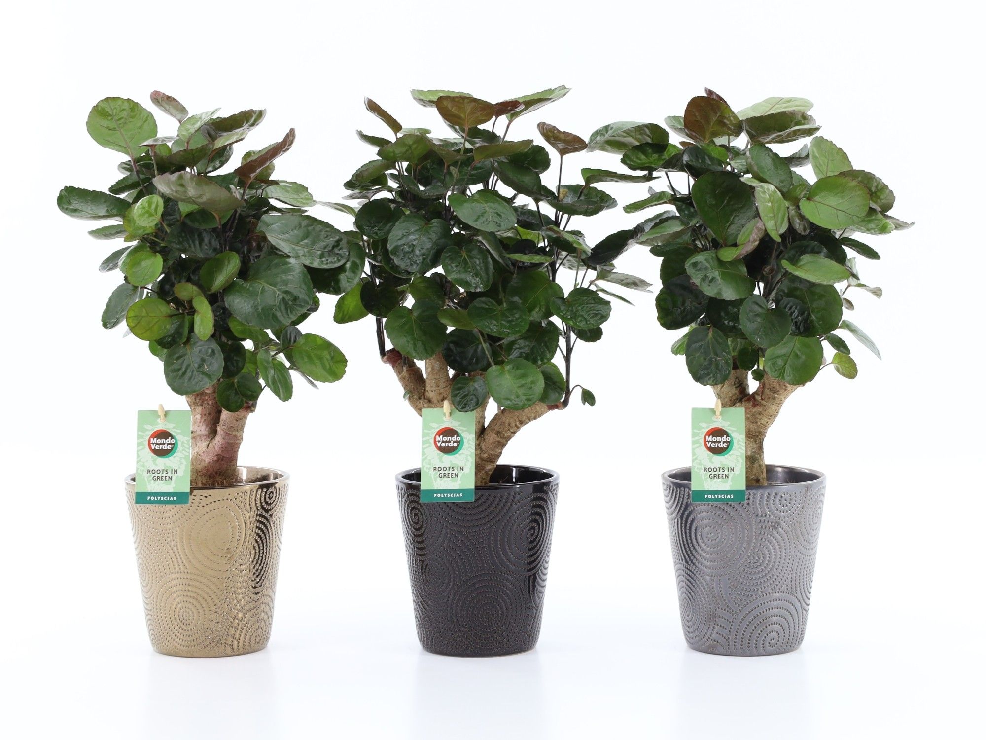 Polyscias Fabian in Infinity keramiek, D 13