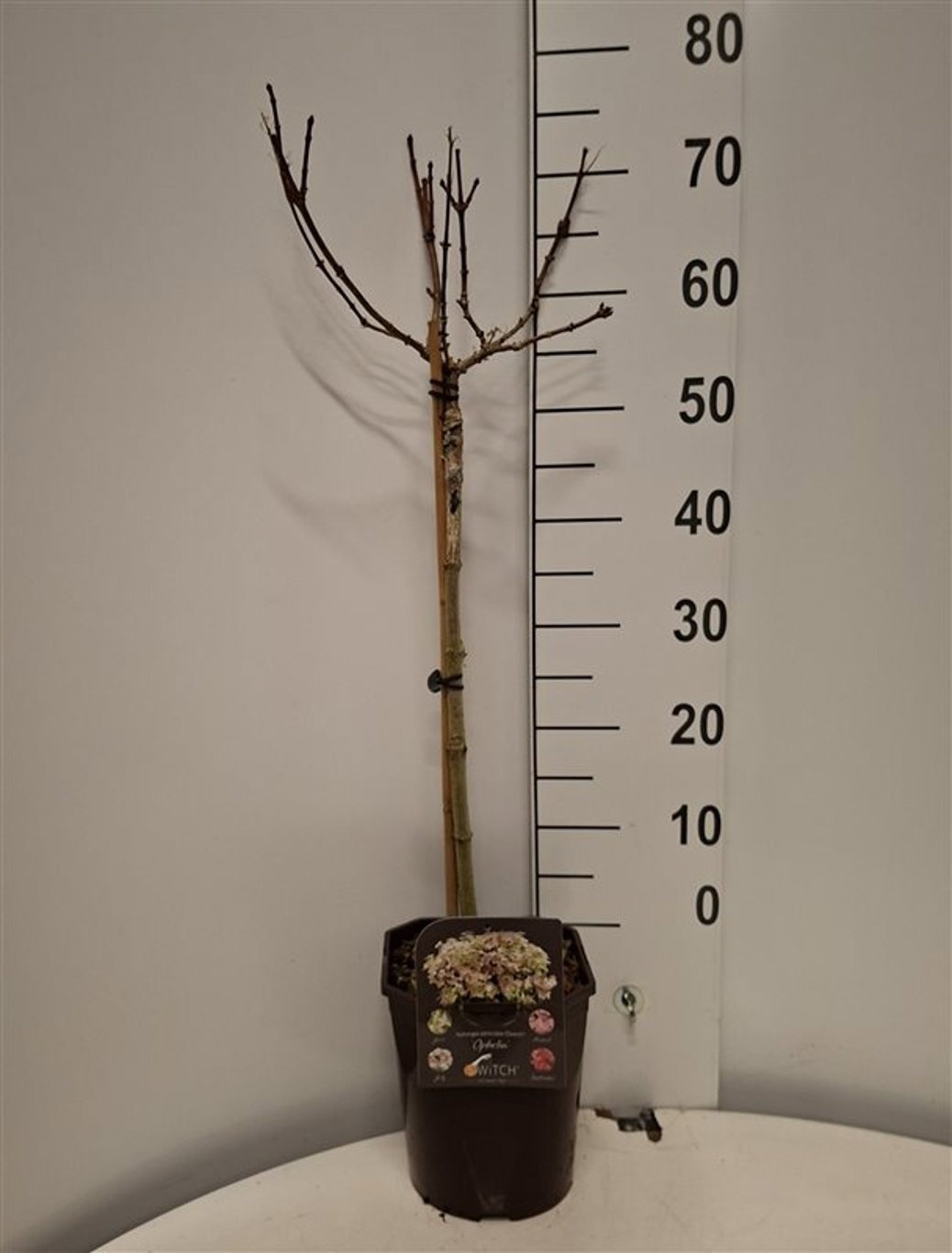 Hydrangea pan. 'Switch Ophelia'®, D 23