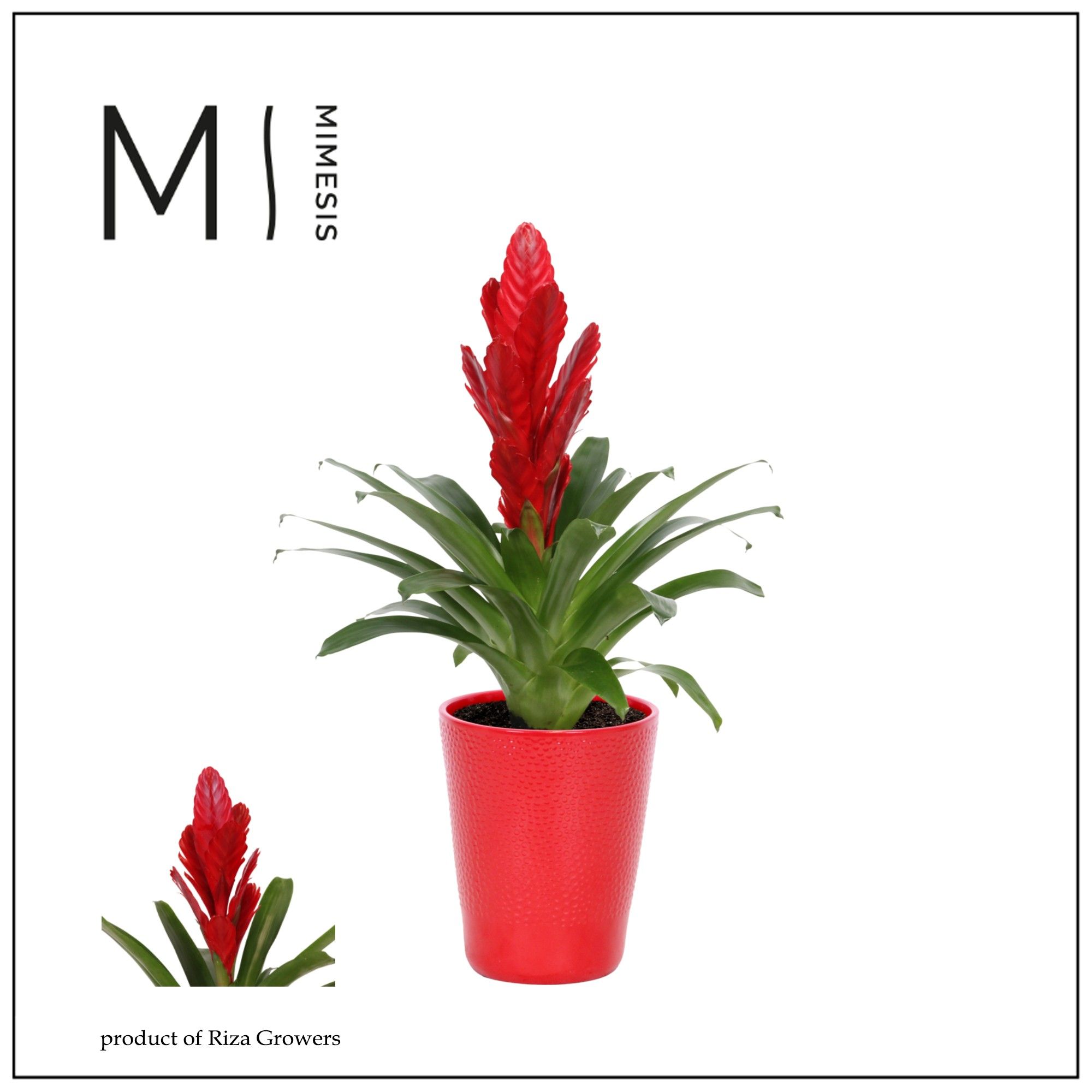 Vriesea Intenso Red - 13cm in Florence | Mimesis, D 12