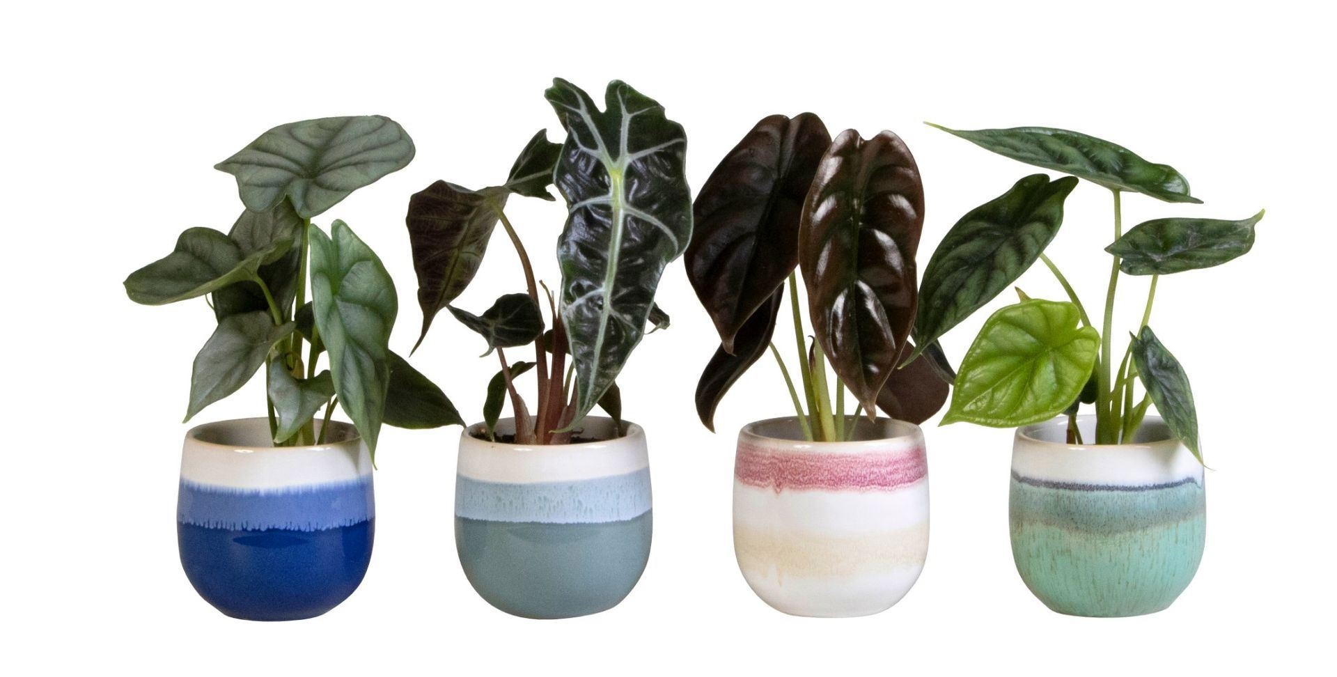 L 66129 With Alocasia Mix 6 cm, D 6