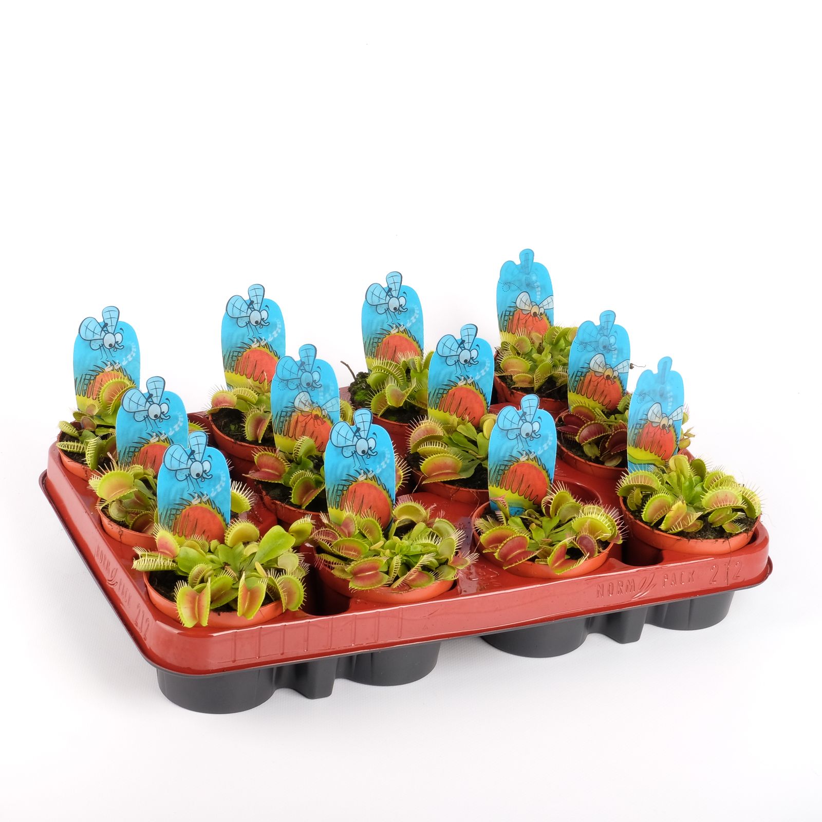 Dionaea muscipula, D 8,5