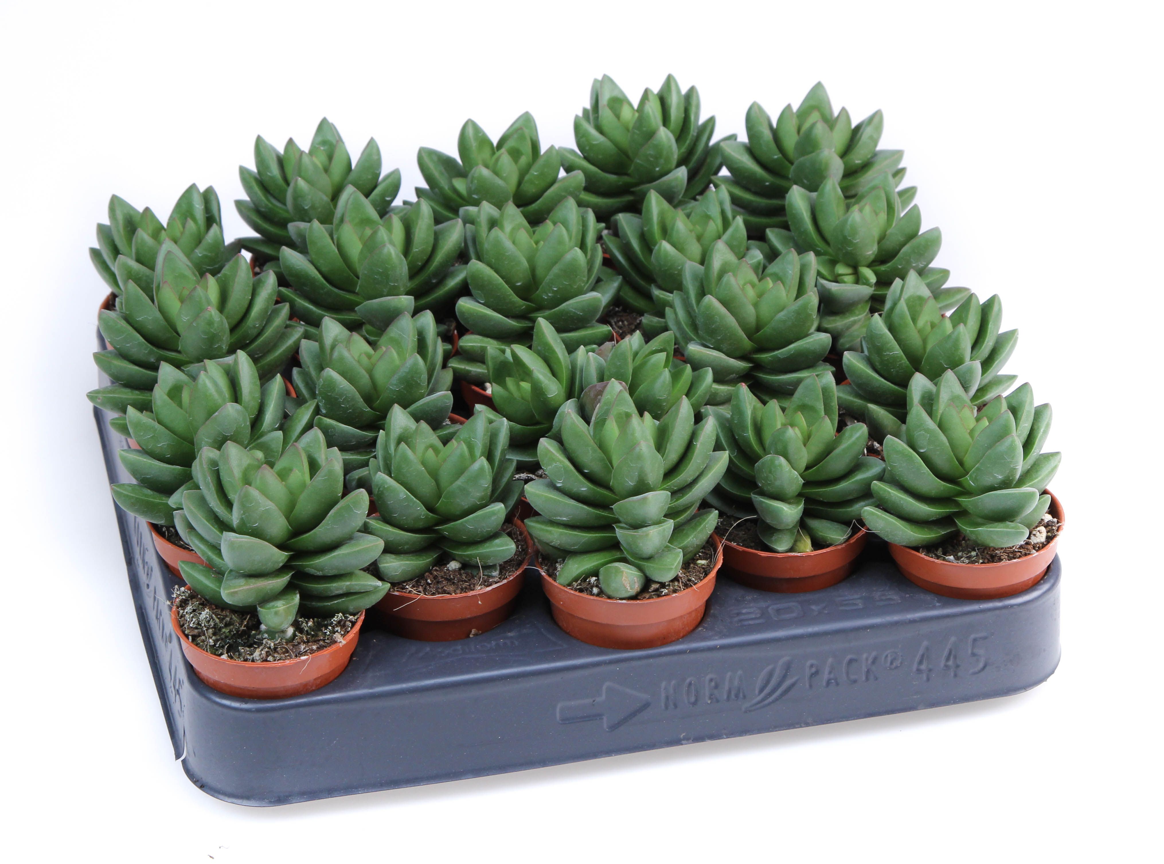 Crassula Ben, D 5,5