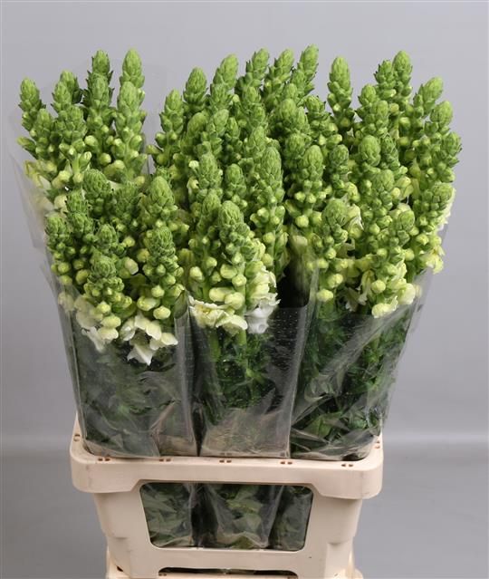 Антирринум Потомак Вайт (бел.), шт.