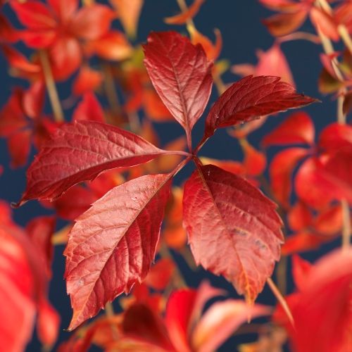 Parthenocissus 'Engelmannii' +3.0 label, D 15