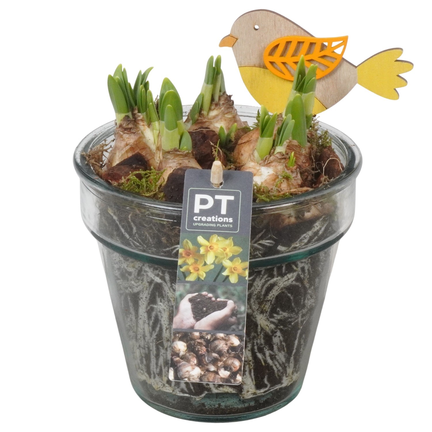 PTN8733 Arrangement Narcissus in glazen vaas, D 13