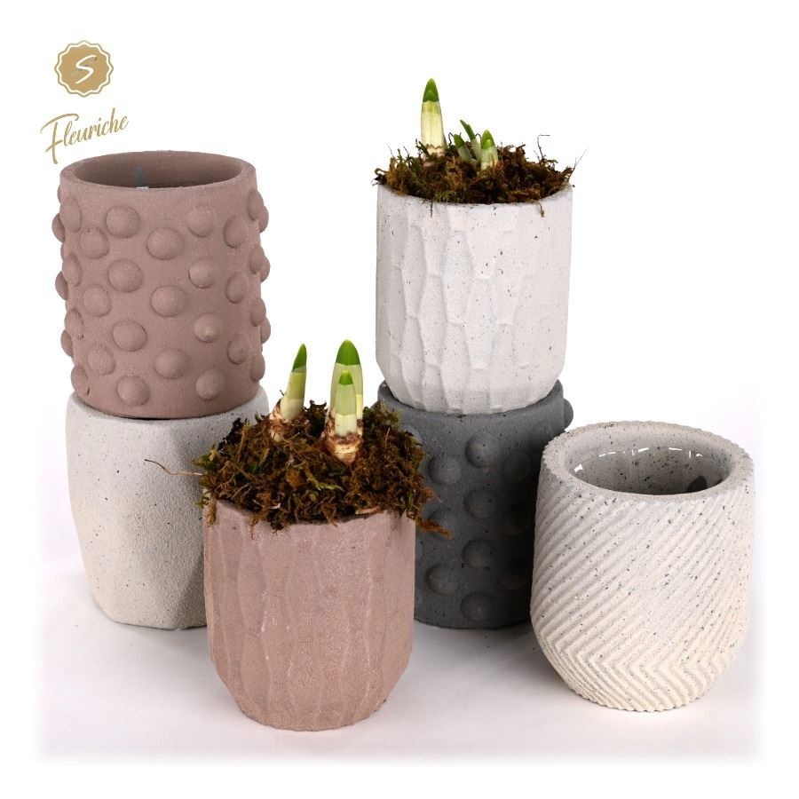 (1602) Narcissus Softly 1PP Mos, D 9