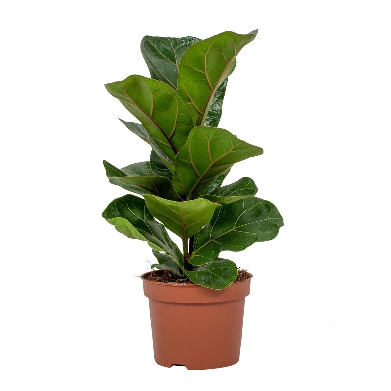 Ficus Bambino 12cm, D 12