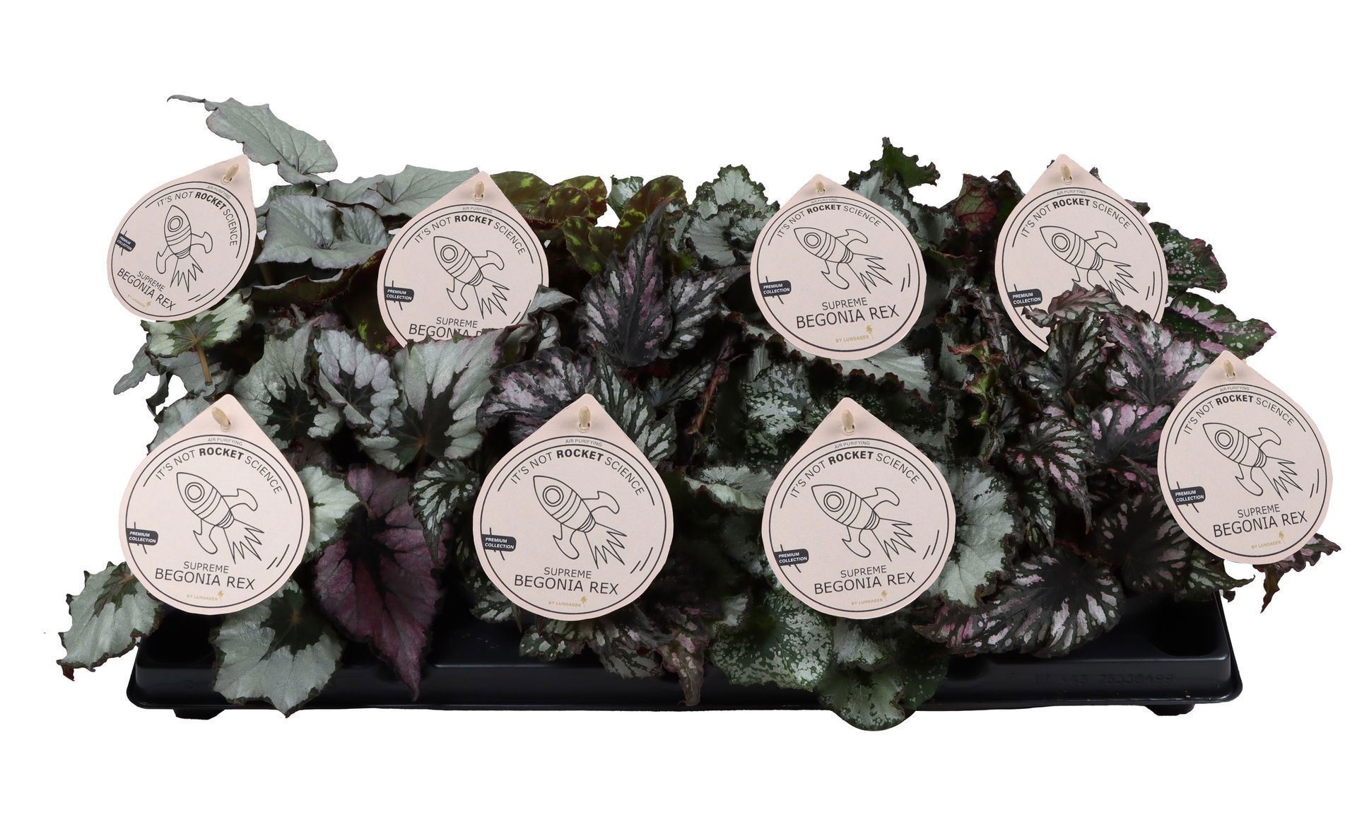 Begonia Rex Mix in Tray 12 cm, D 12