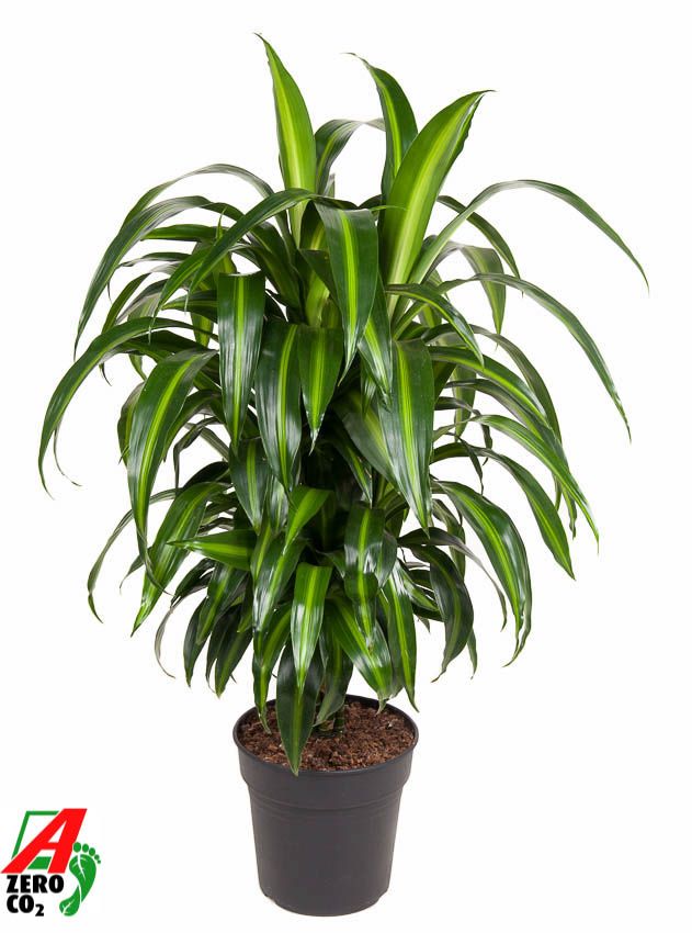 Dracaena Hawaiiana vertakt P24, D 24