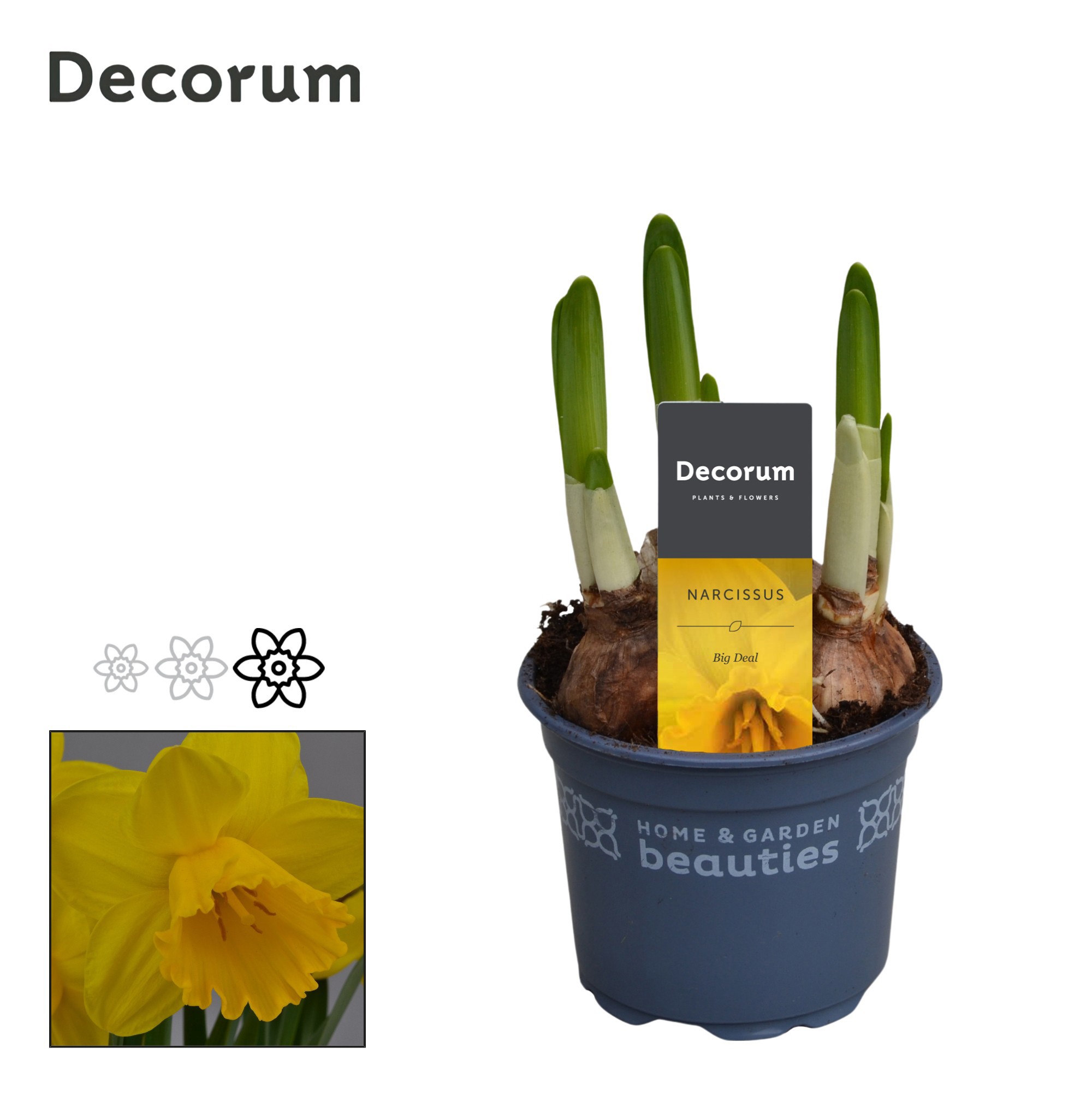 Narcis Big Deal, D 9