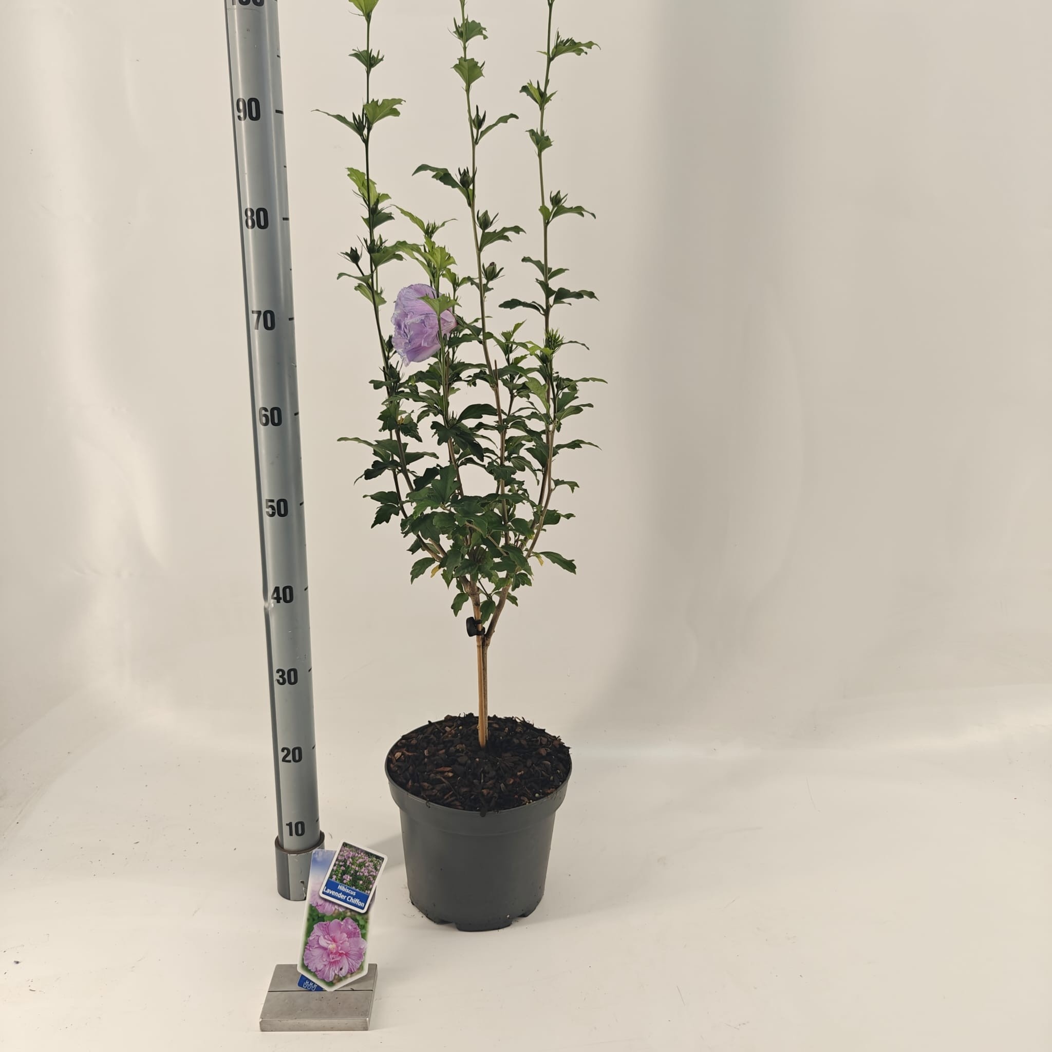 Hibiscus syr. Lavender Chiffon ('Notwoodone'PBR) -- op stam, D 23