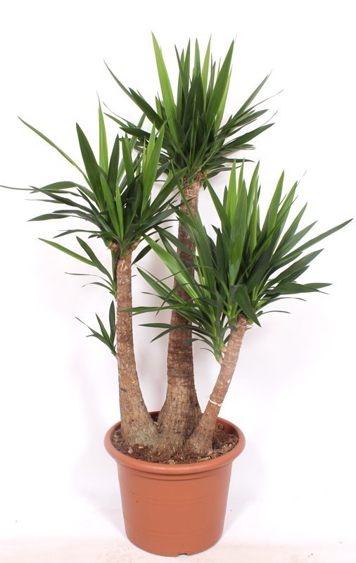 Yucca elephantipes 3 armen, D 45