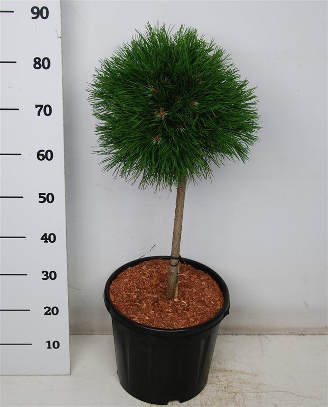 Pinus mugo 'Varella', D 32
