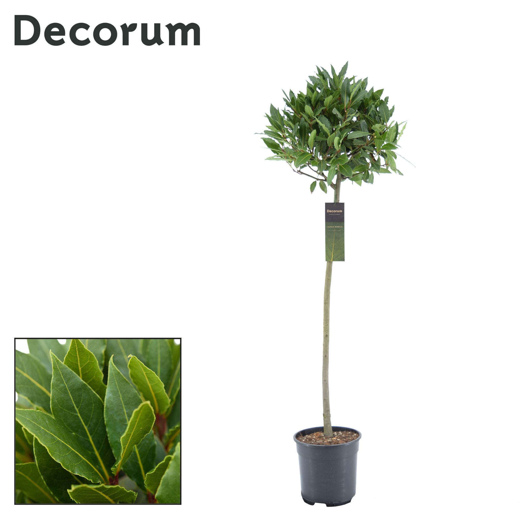 Laurus nobilis Bol op stam, D 20