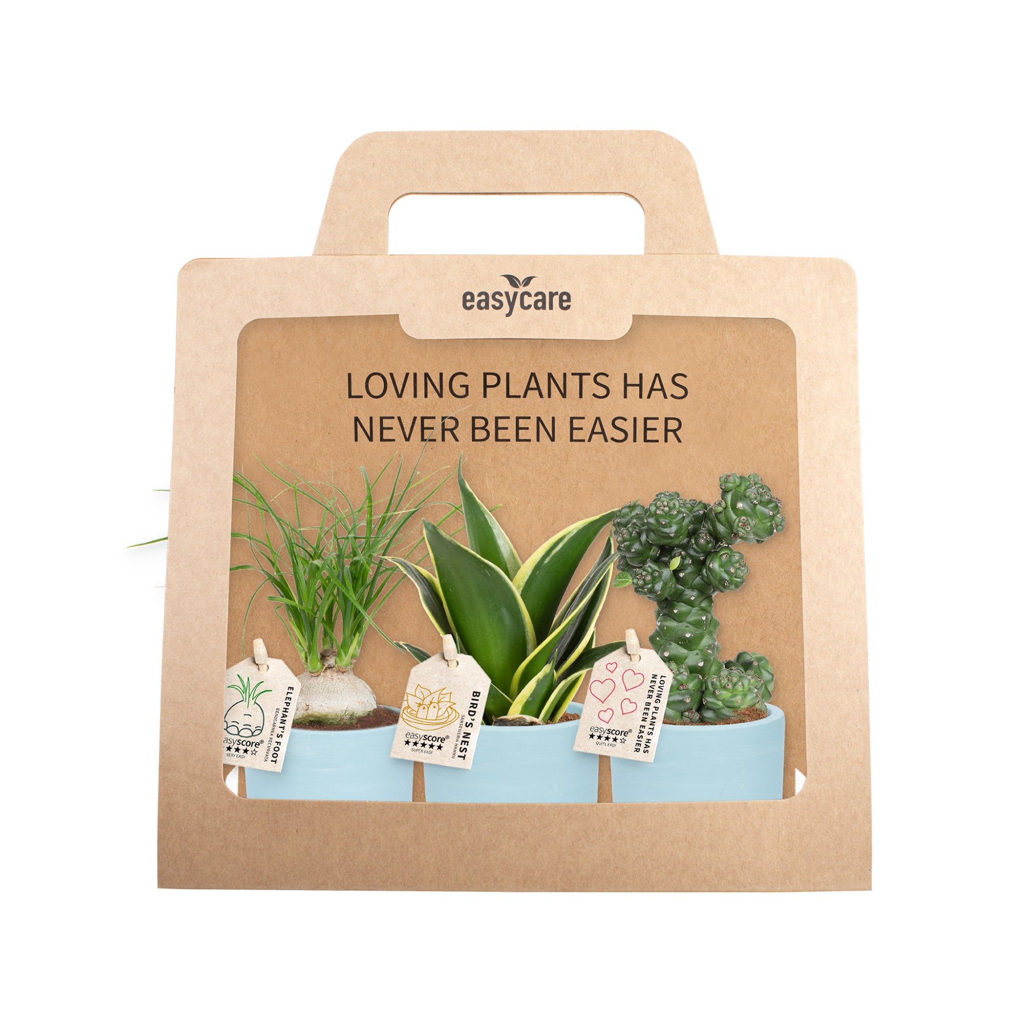 3-Pack Woodbase Sky Blue, D 7