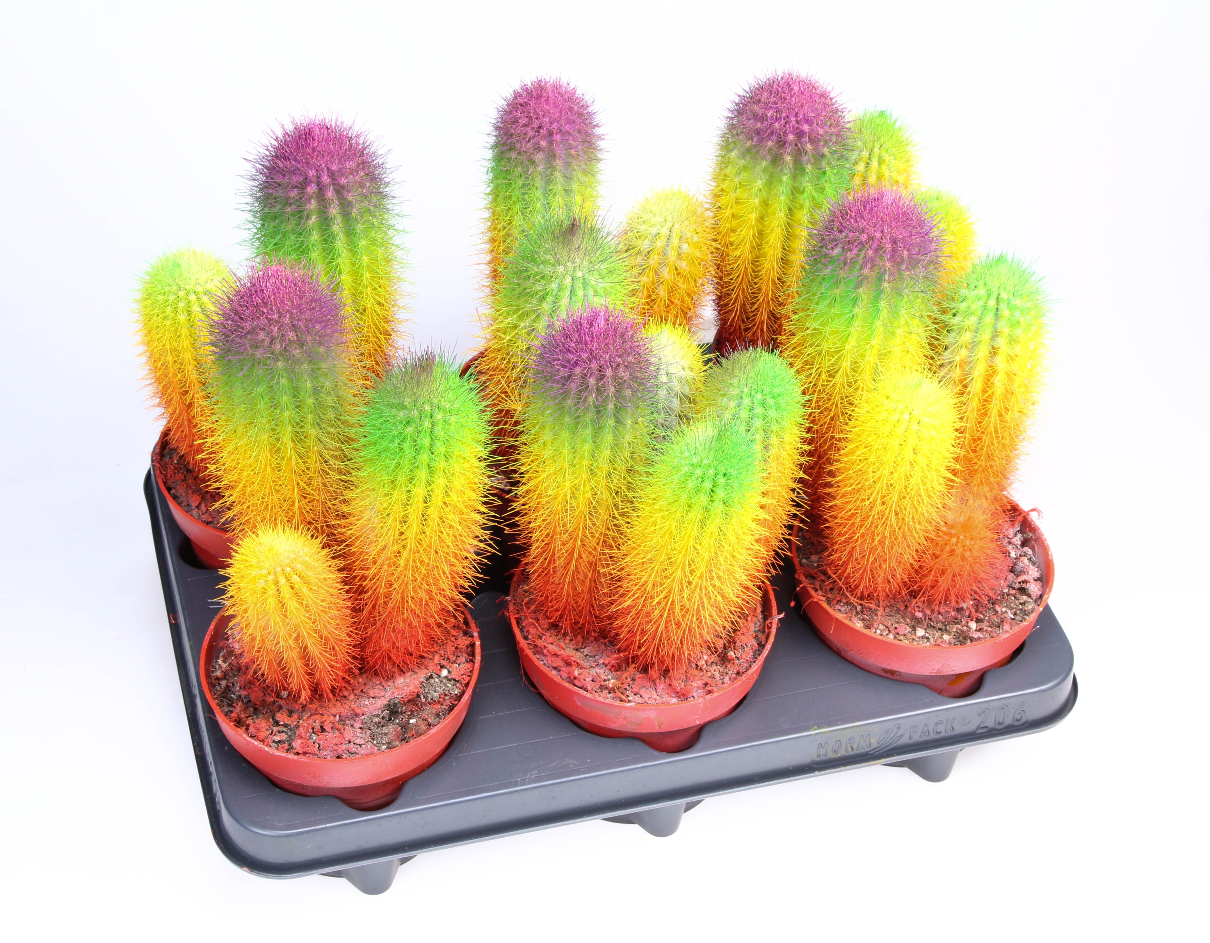 Rainbow cactus Special Edition, D 12