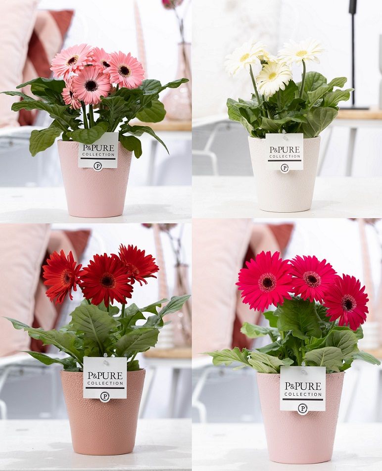 Gerbera belicht 2+ in Pure Ruby 3 ass. keramiek, D 12