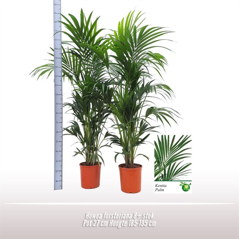 Howea forsteriana, D 27