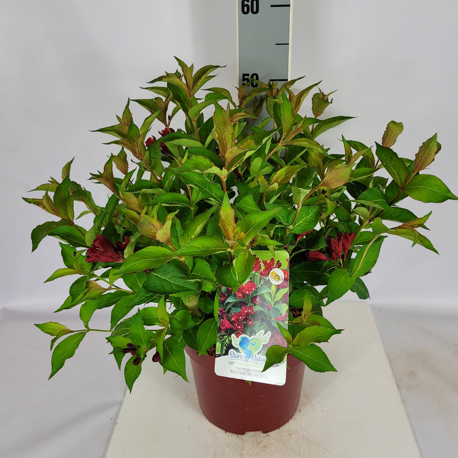 Weigela florida 'Cherry Love' (S) C5 40-60, D 23