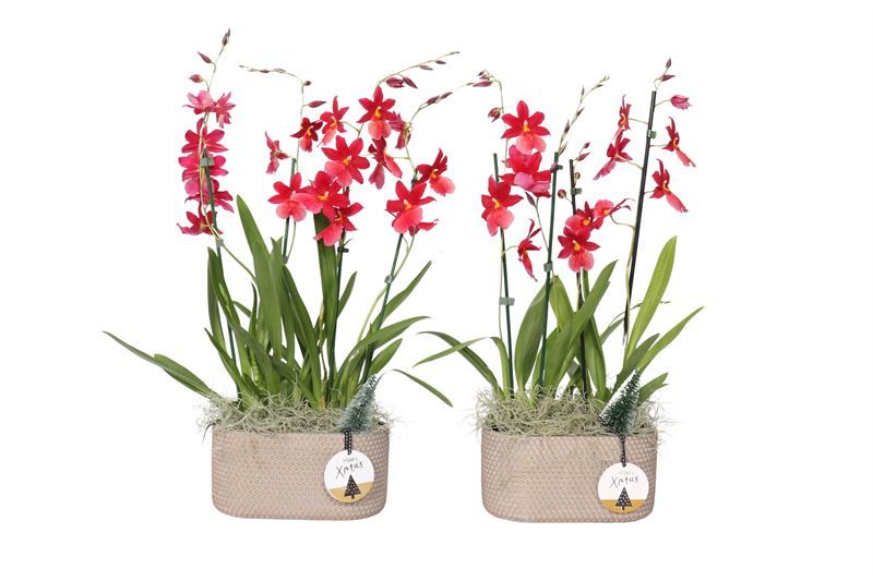 Betonpot ovaal Joyce p25x13 Cambria Nelly Isler 4T30+ ( 2 p.p. ), D 26 cm