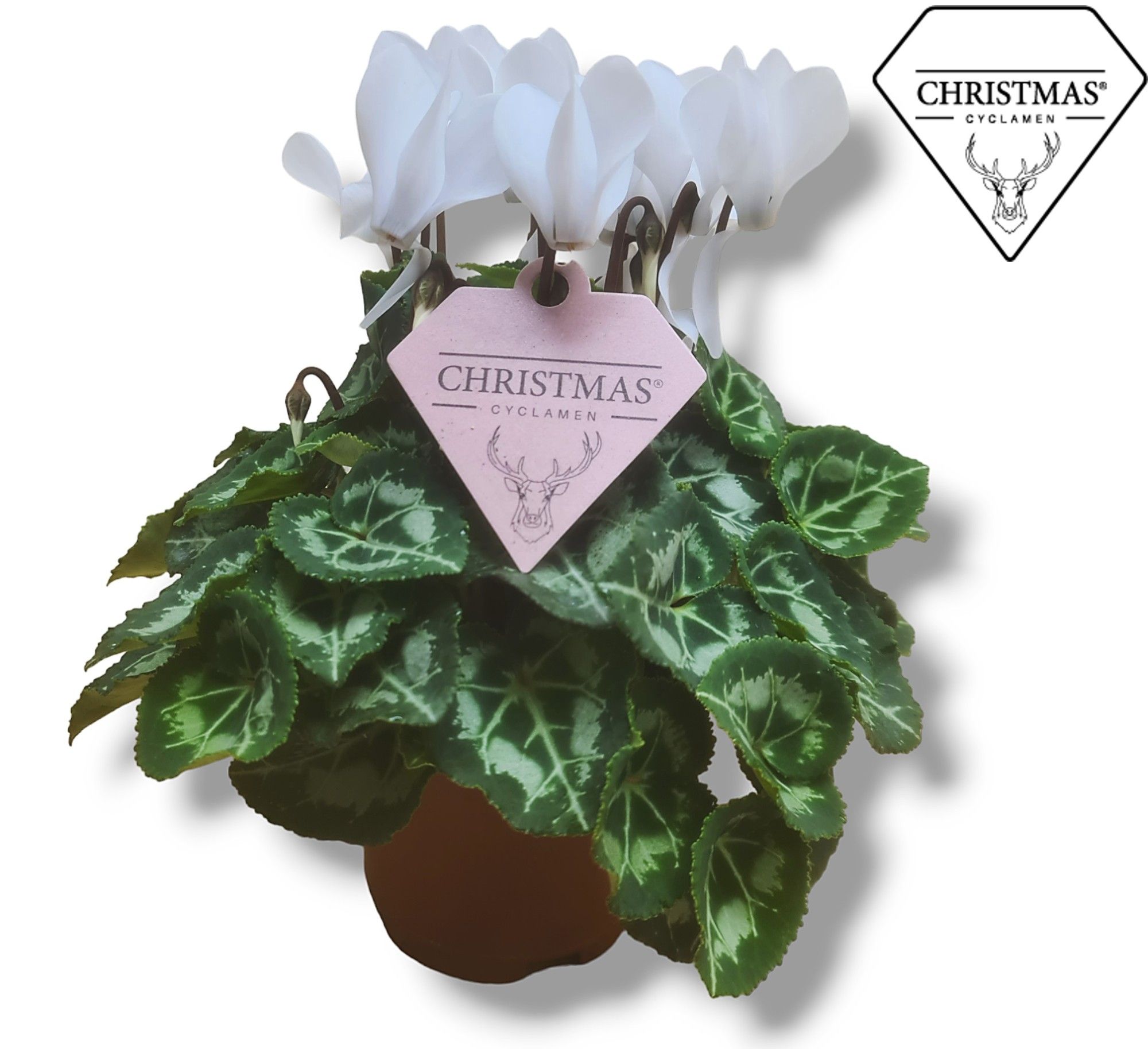 Cyclamen Wit KERSTETIKET, D 10,5